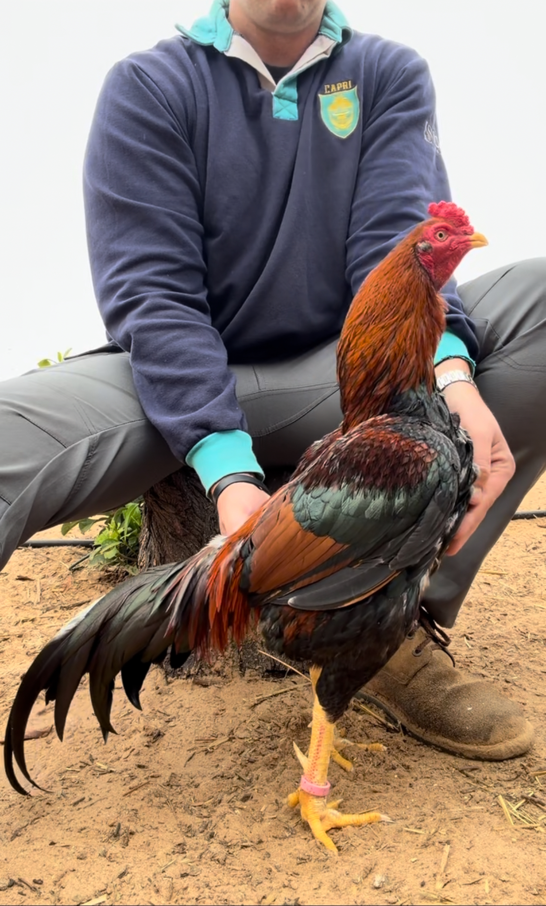 Atkinson Aseel at Juul Gamefowl, photograph 4