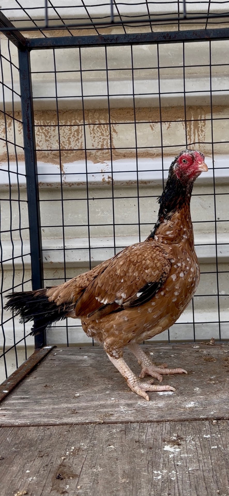 (Experimental) White Shank home line hen
