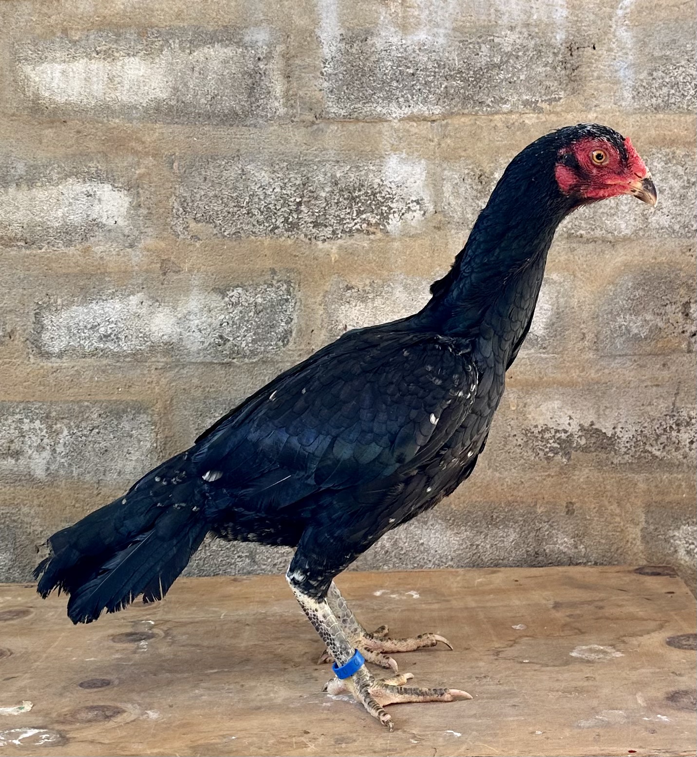 Siyah Rampuri Aseel at Juul Gamefowl, photograph 7