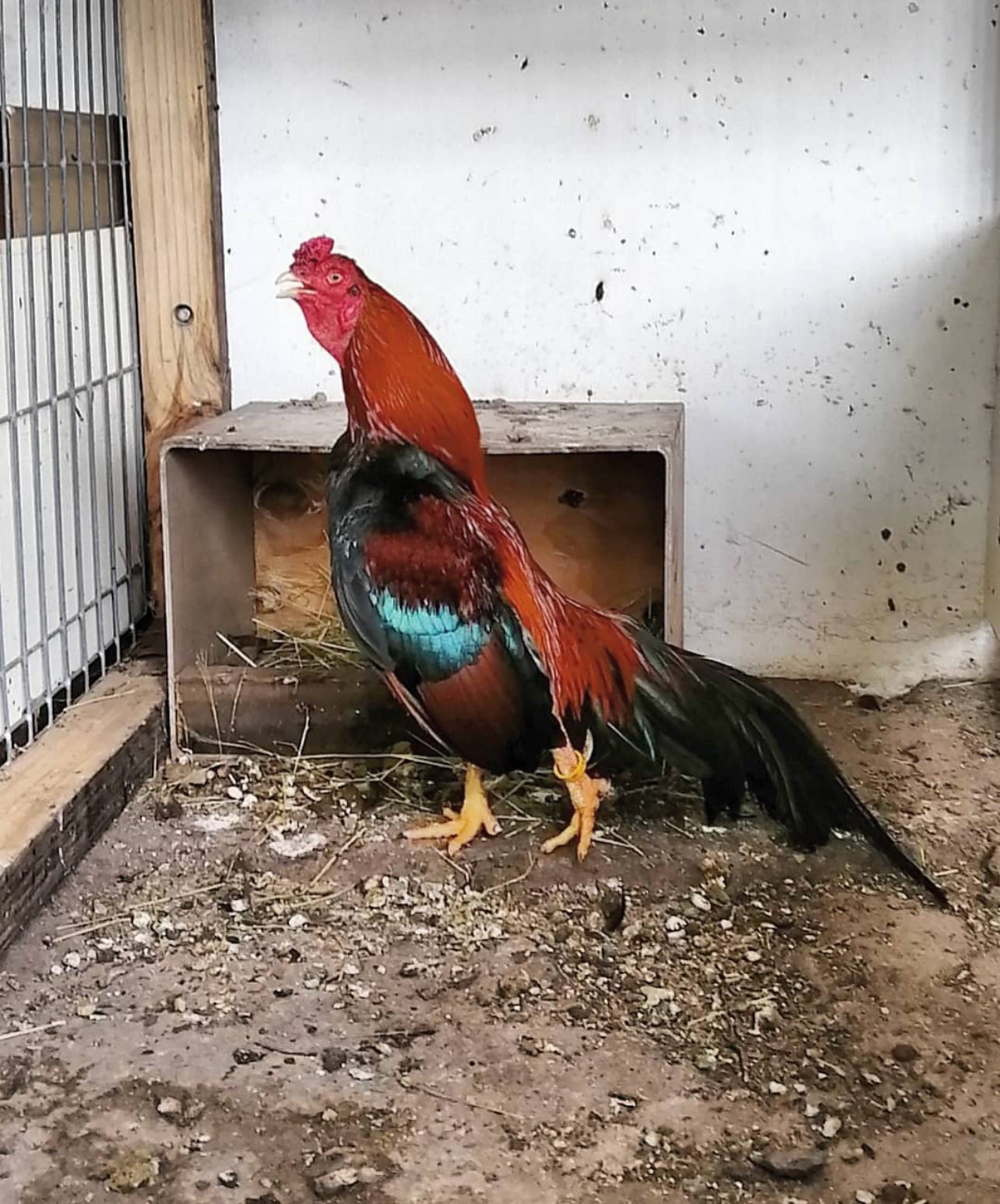 Atkinson Aseel at Juul Gamefowl, photograph 3