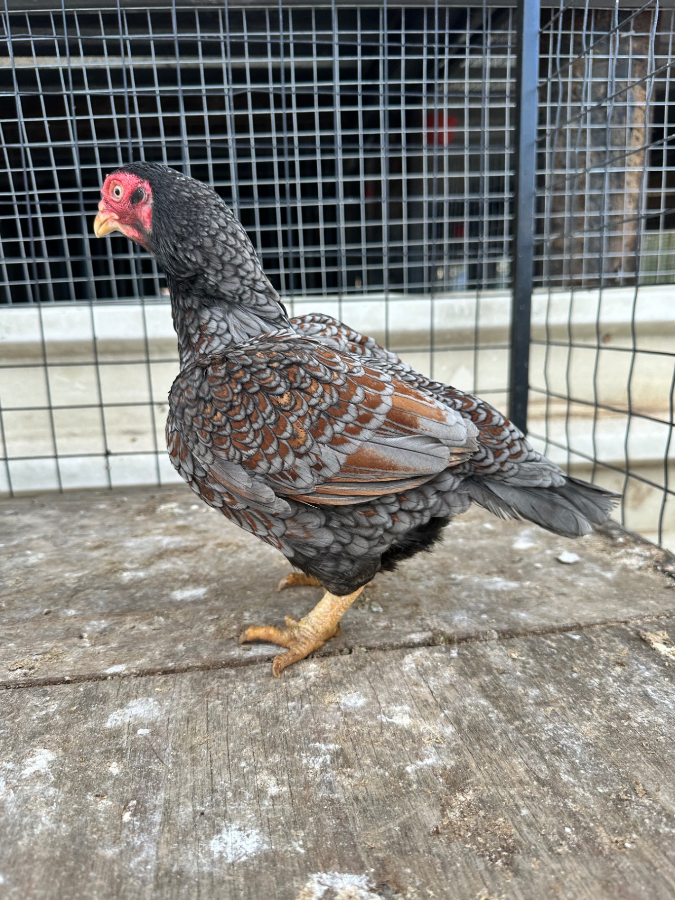 Indian Game Bantam at Juul Gamefowl, photograph 18