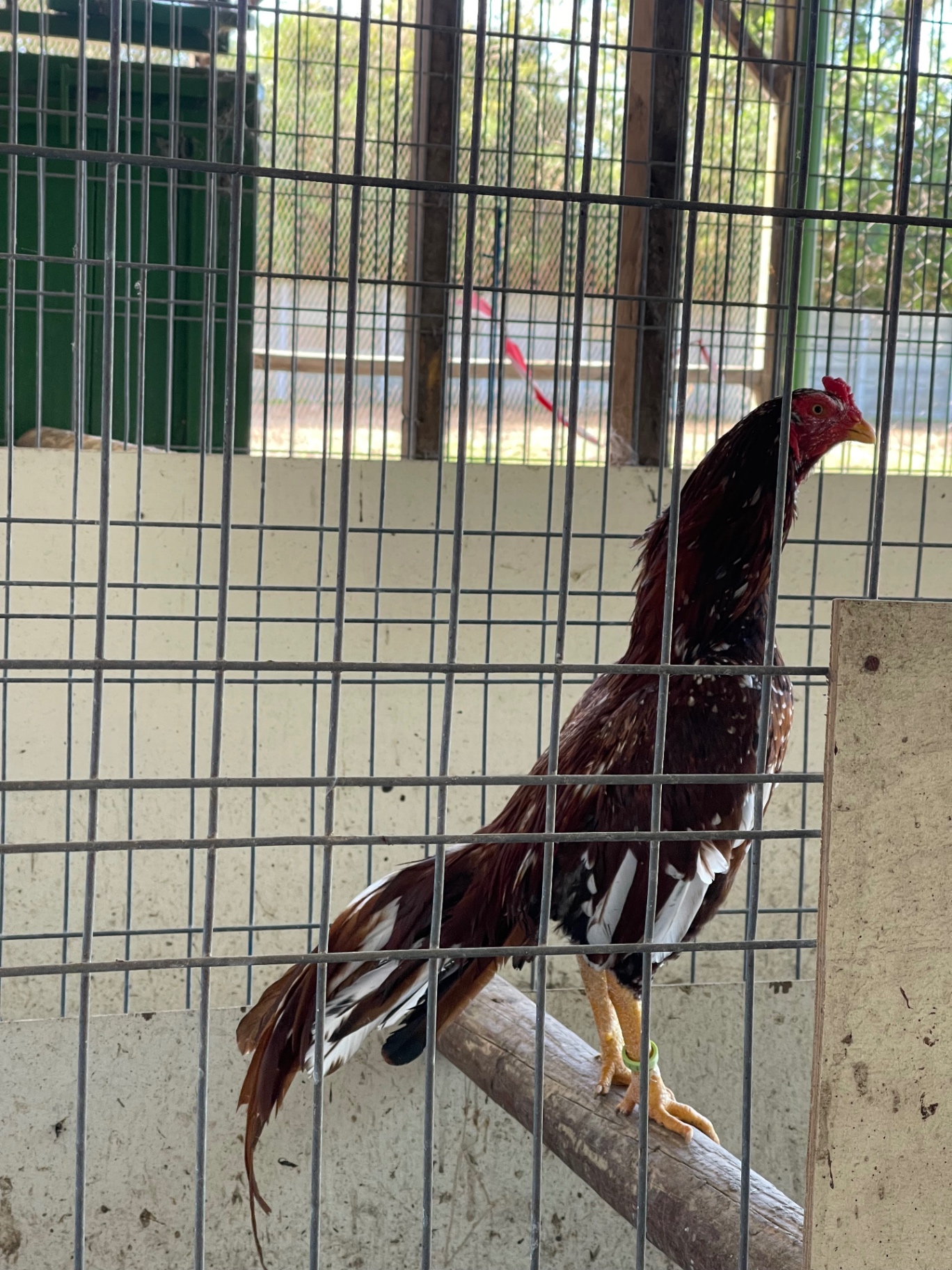 Mianwali Aseel at Juul Gamefowl, photograph 10