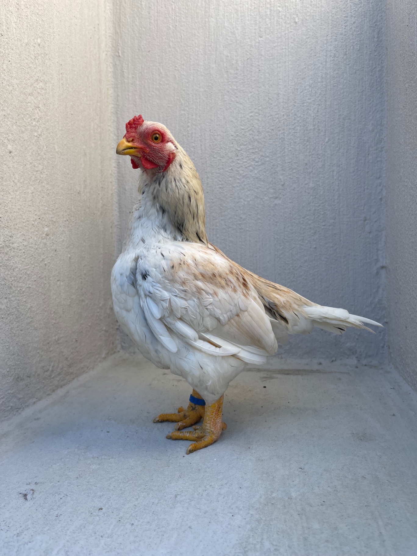 Indian Game Bantam at Juul Gamefowl, photograph 1