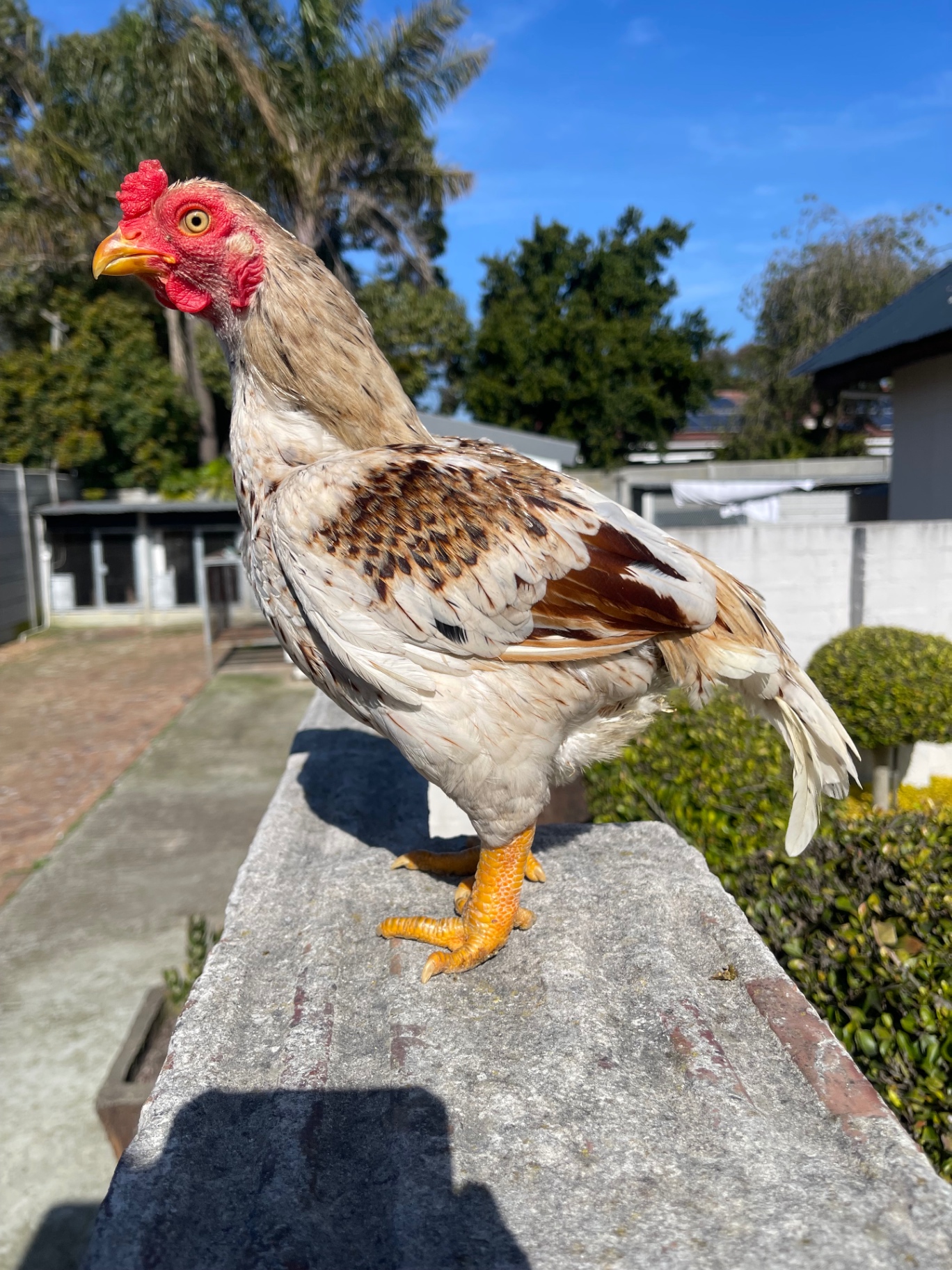 Indian Game Bantam at Juul Gamefowl, photograph 4