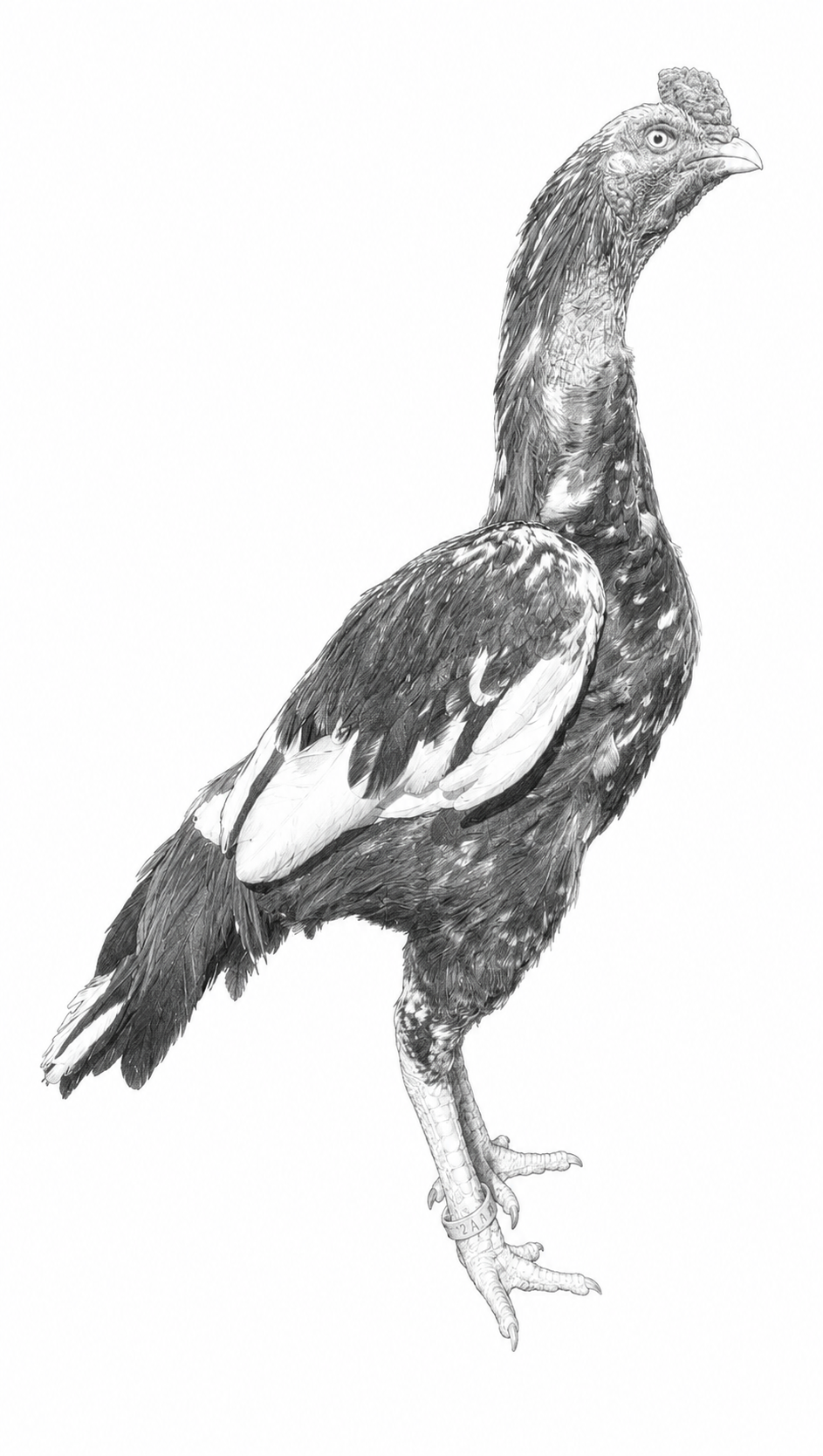 Pencil drawing — Spangle Sindhi stag