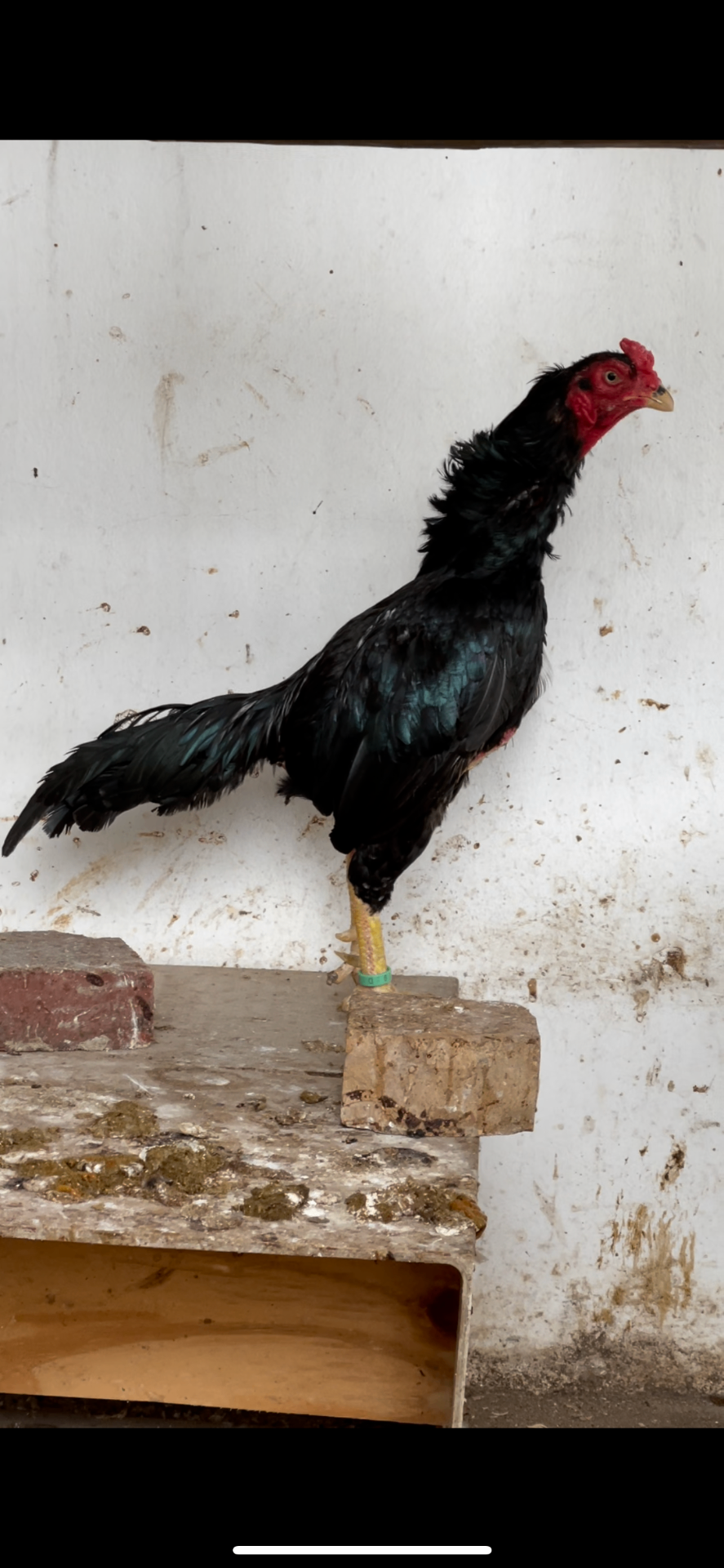 Siyah Rampuri Aseel at Juul Gamefowl, photograph 1