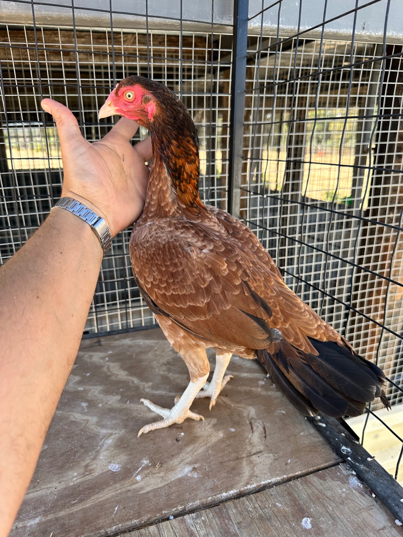Sindhi Aseel at Juul Gamefowl, photograph 13