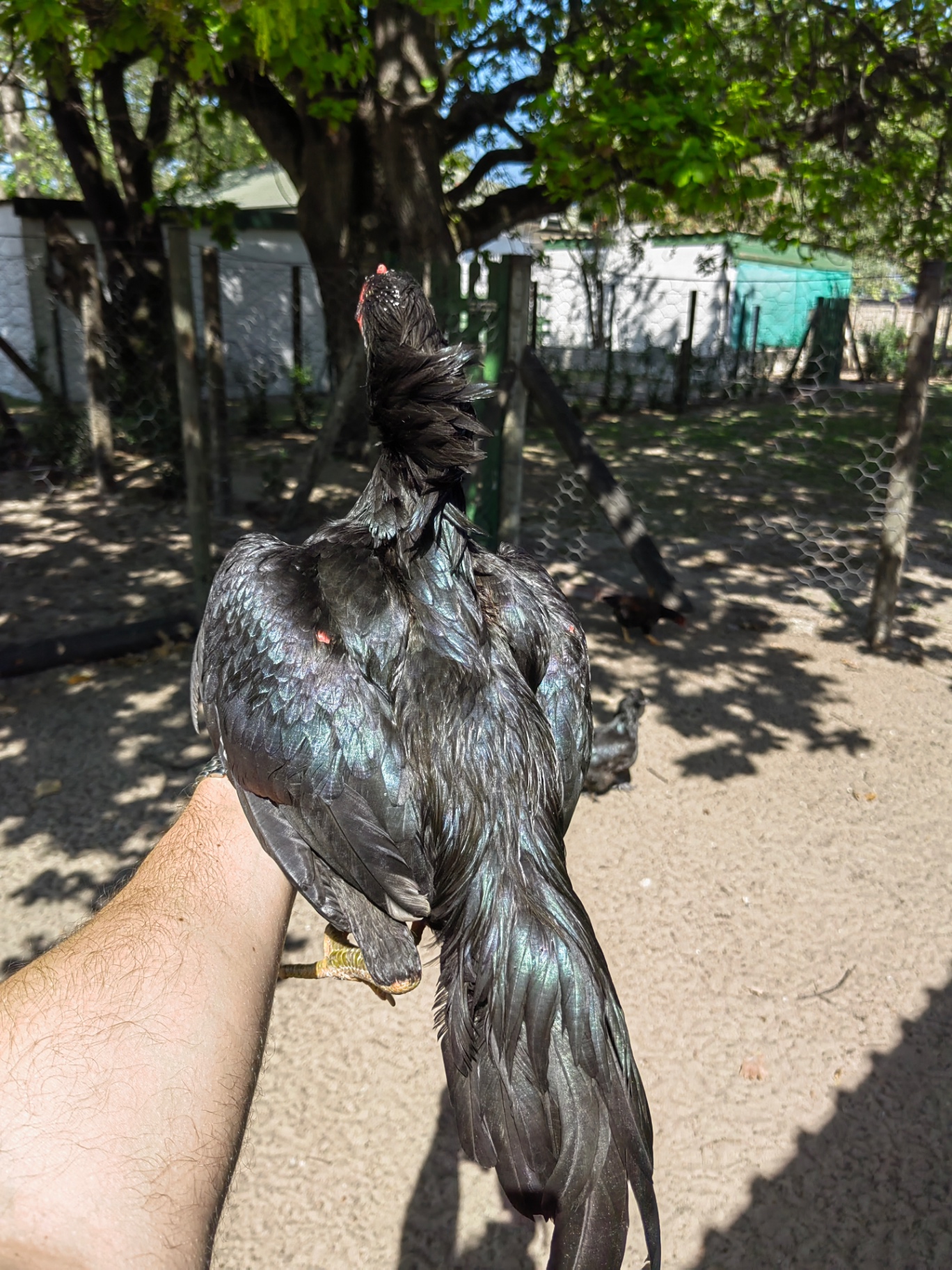 Siyah Rampuri Aseel at Juul Gamefowl, photograph 3