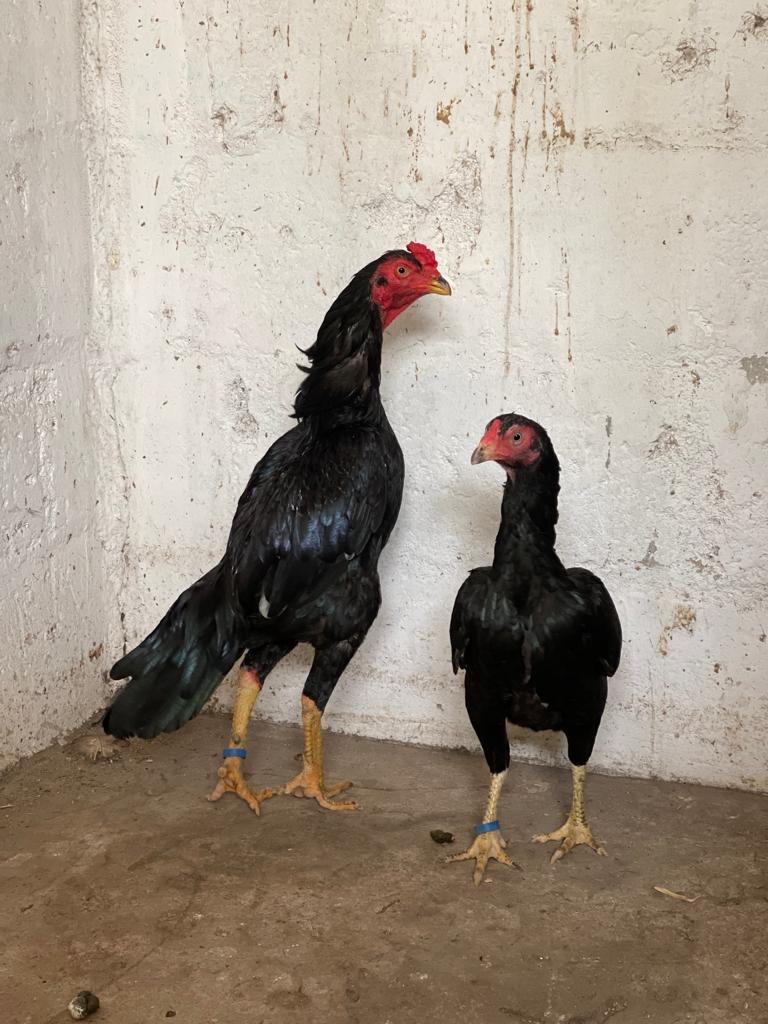 Siyah Rampuri Aseel at Juul Gamefowl, photograph 5