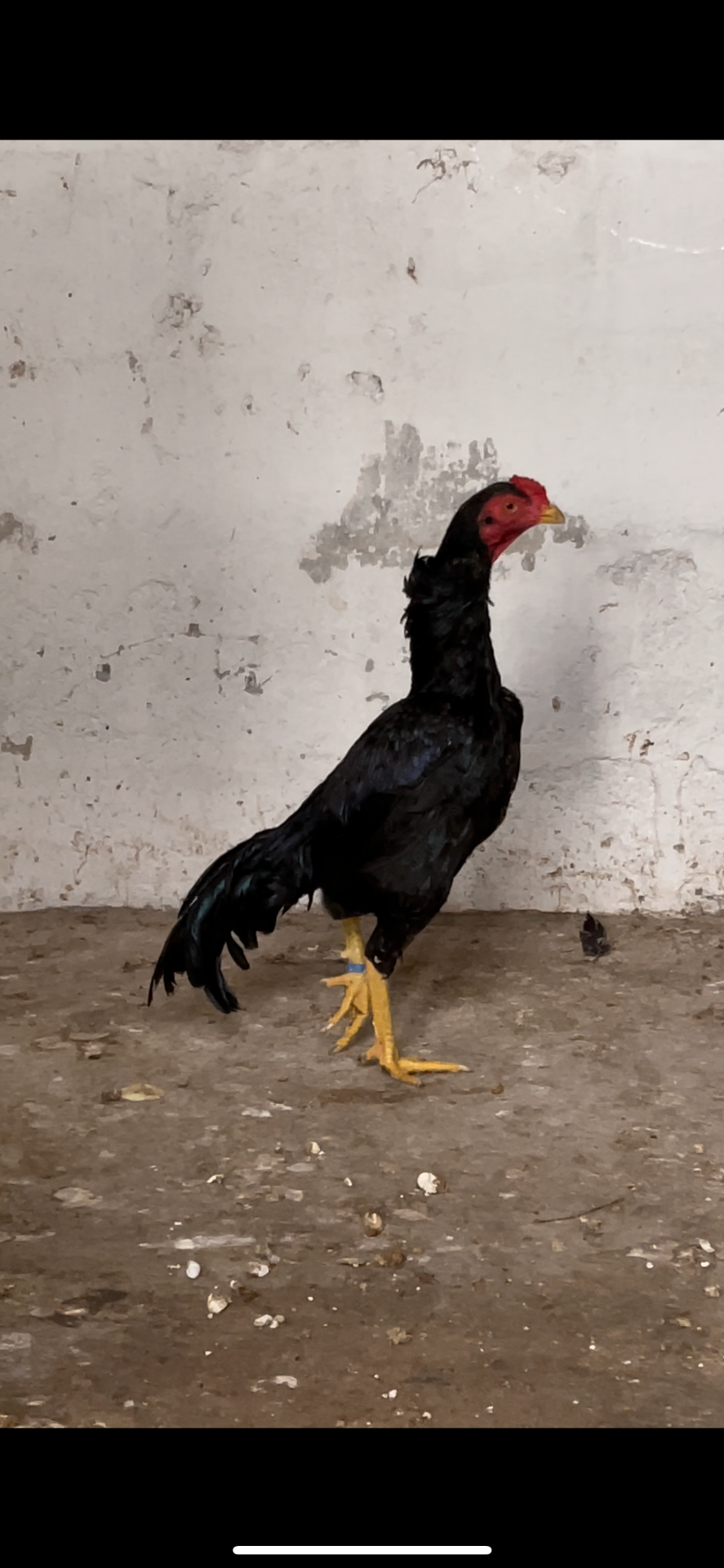 Siyah Rampuri Aseel at Juul Gamefowl, photograph 2