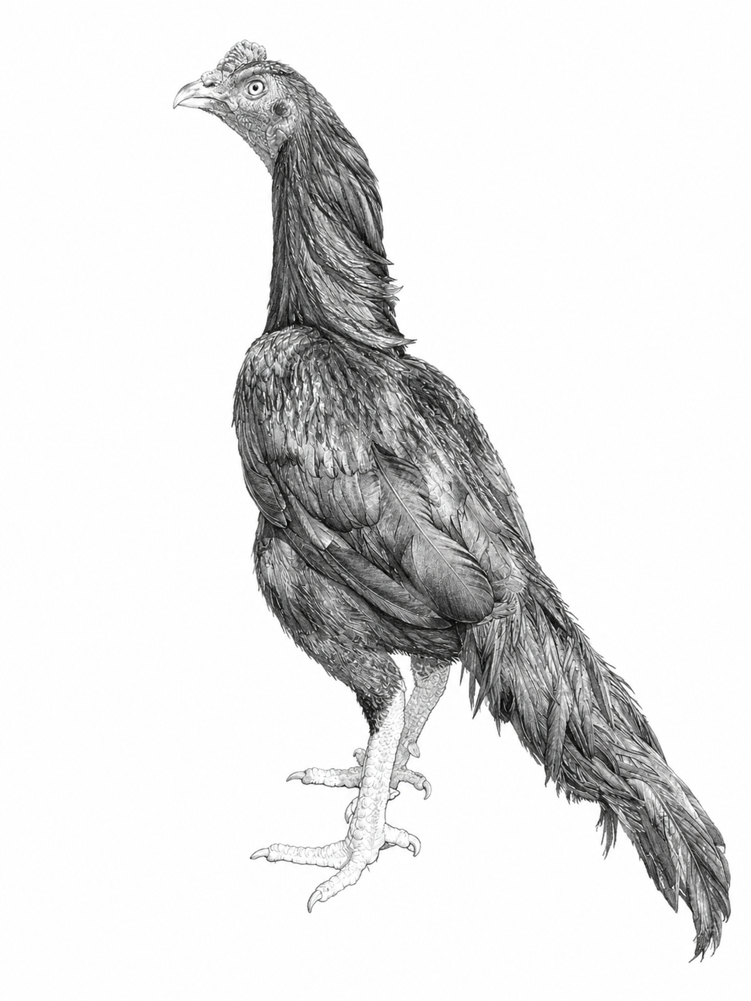 Pencil drawing of an Aseel of the Siyah Rampuri type