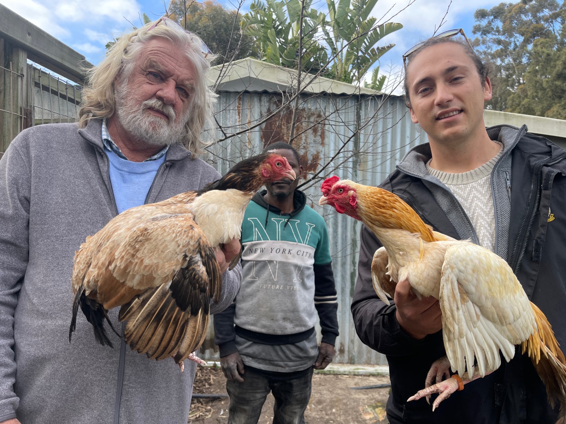 Otto Steinhoffel, his yard hand Frank and William Juul holding a pair of Sindhi
