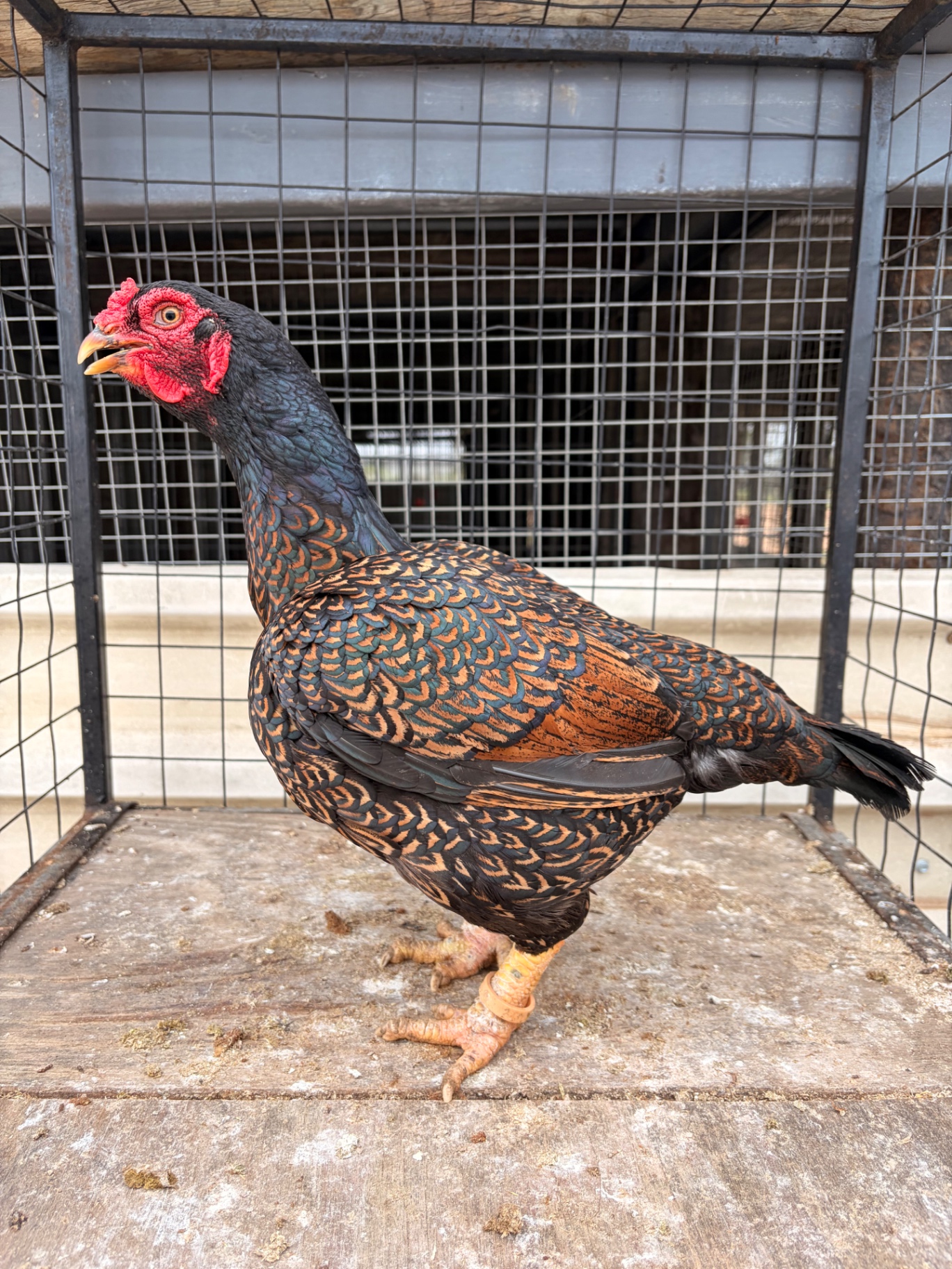 Indian Game Large at Juul Gamefowl, photograph 7
