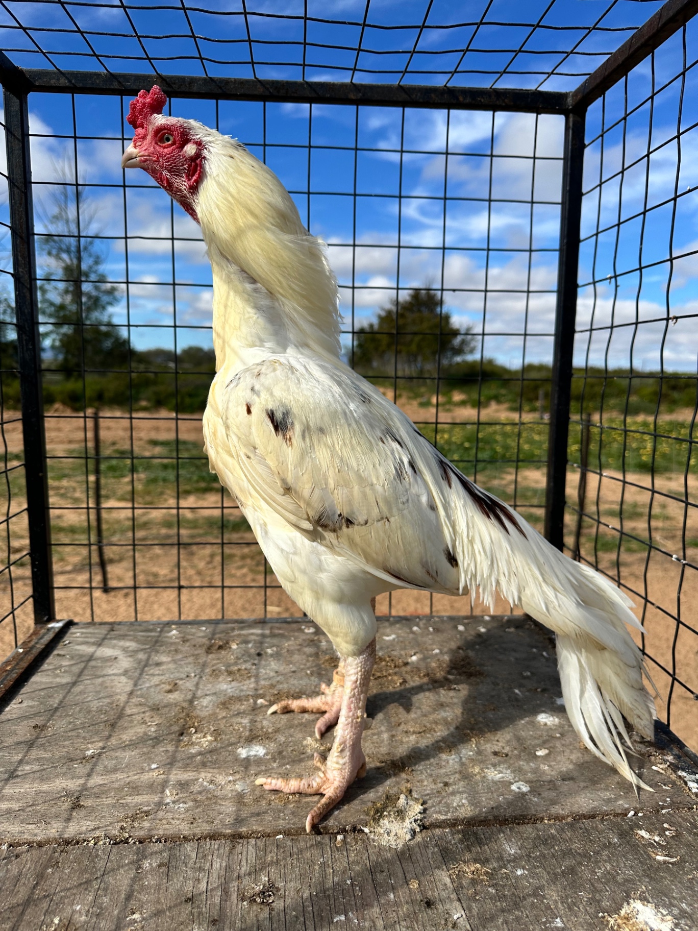 Sindhi Aseel at Juul Gamefowl, photograph 8