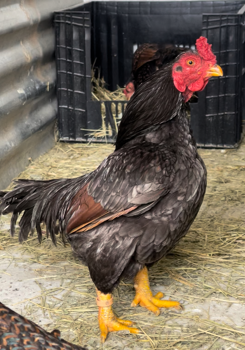 Indian Game Bantam at Juul Gamefowl, photograph 10