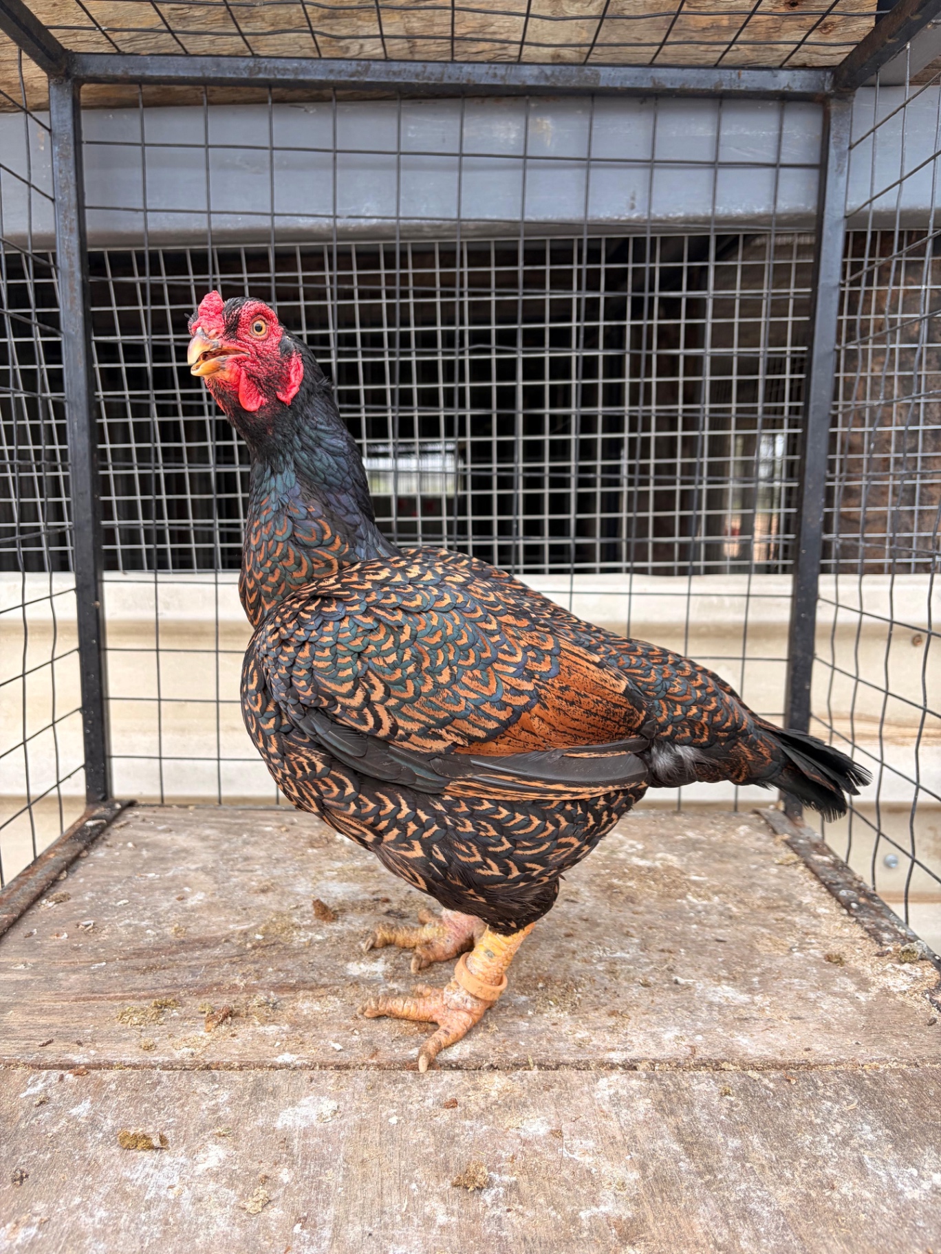 Indian Game Large at Juul Gamefowl, photograph 4