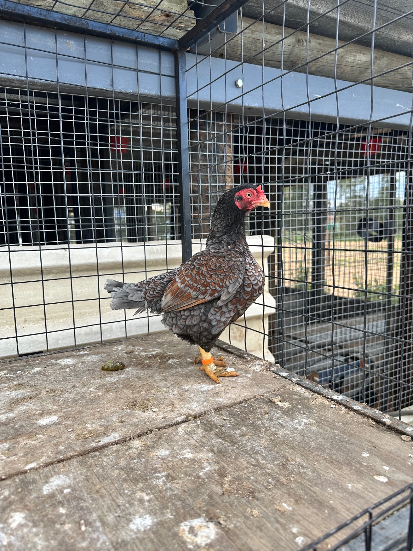 Indian Game Bantam at Juul Gamefowl, photograph 8