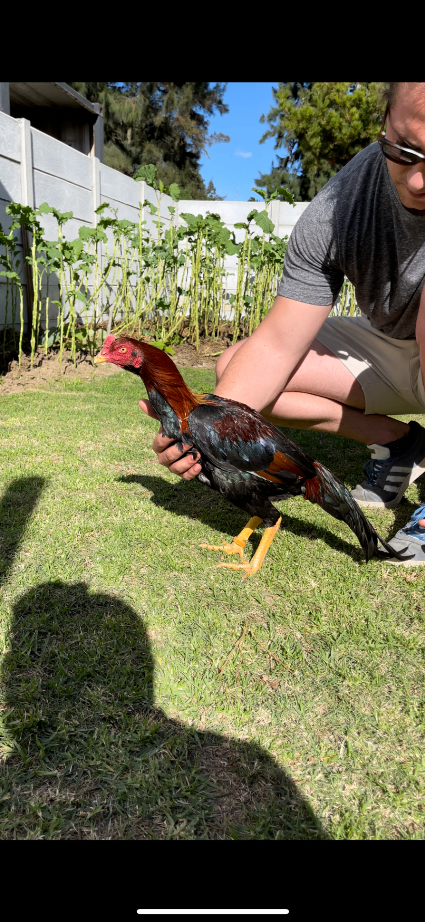 Juul Home Line at Juul Gamefowl, photograph 4