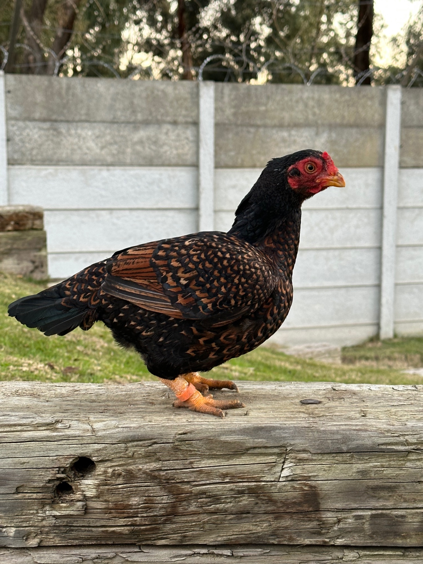 Indian Game Bantam at Juul Gamefowl, photograph 3