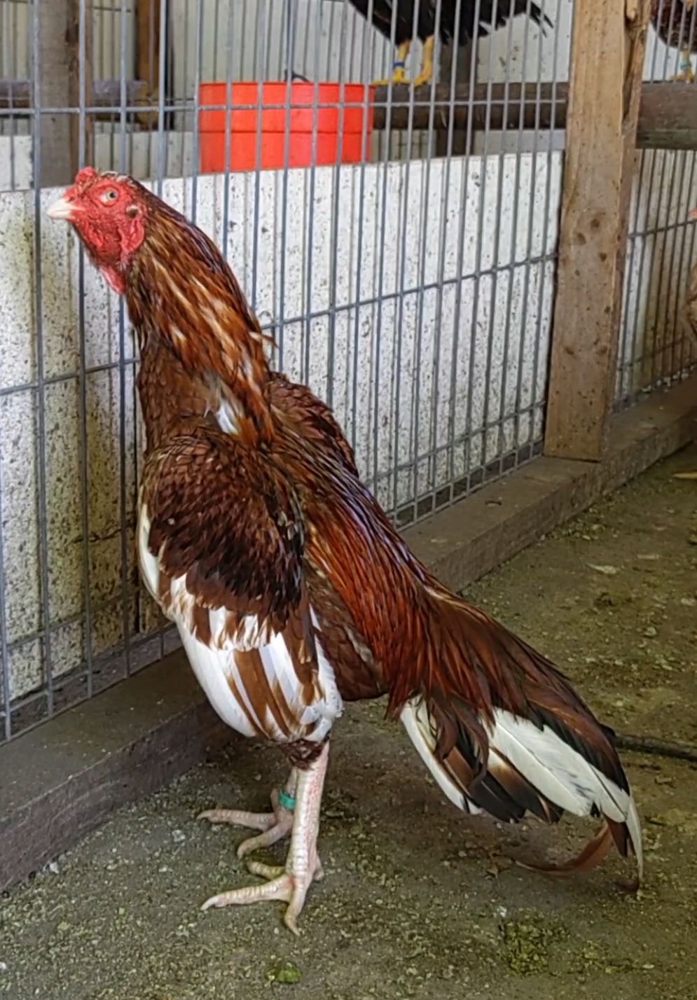Sindhi Aseel at Juul Gamefowl, photograph 3