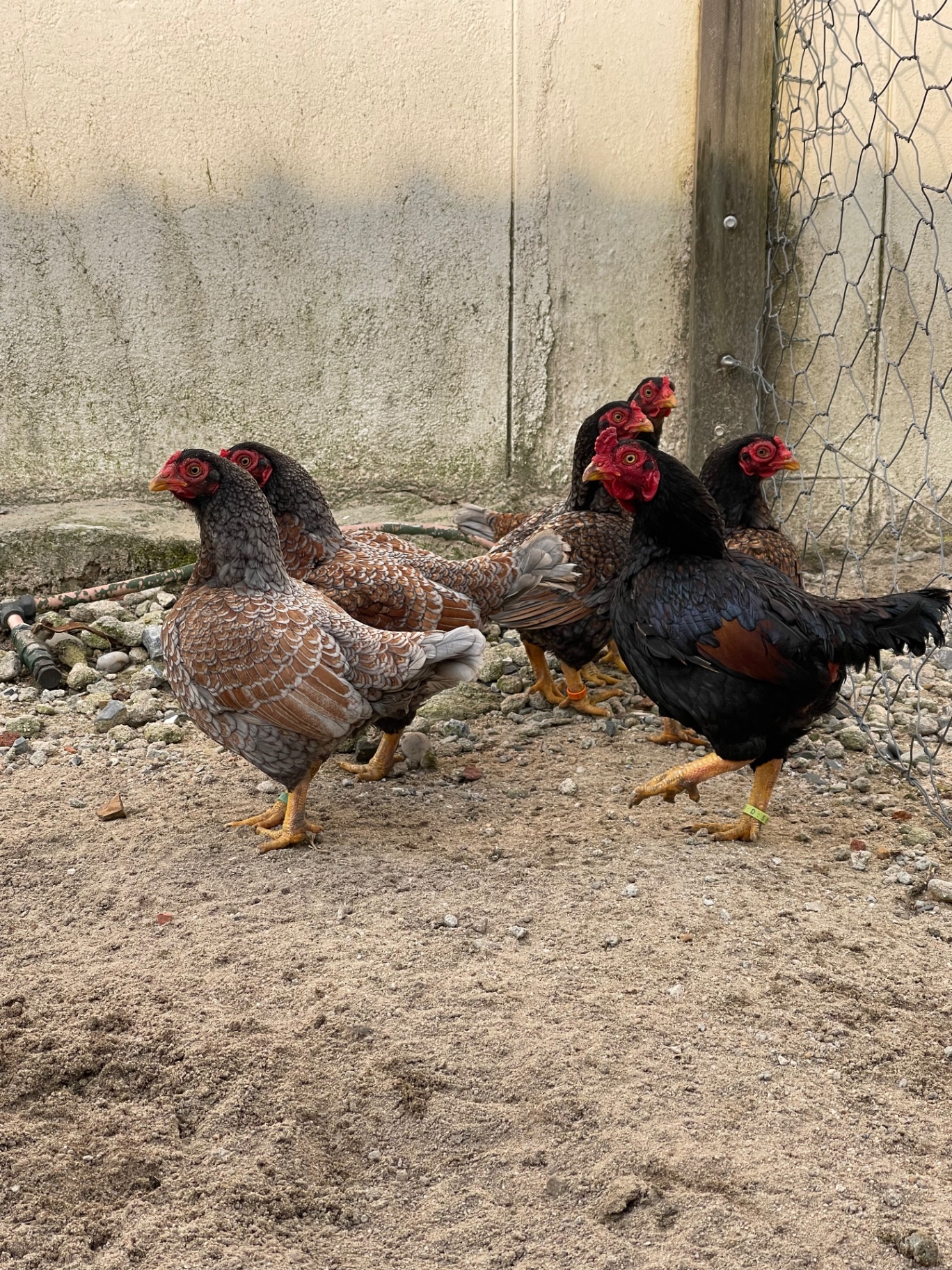 Indian Game Bantam at Juul Gamefowl, photograph 16