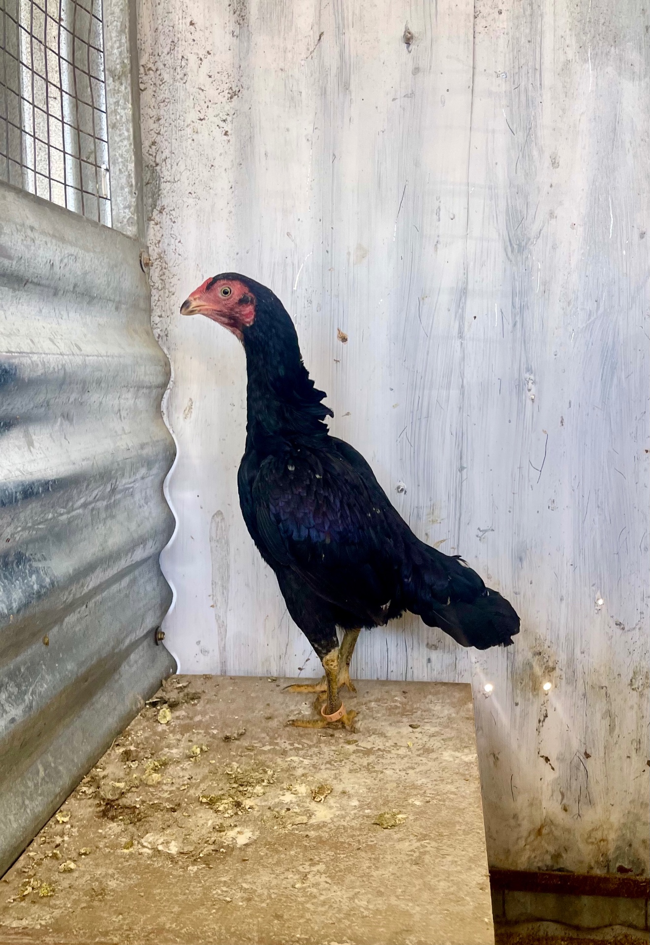 Siyah Rampuri Aseel at Juul Gamefowl, photograph 10