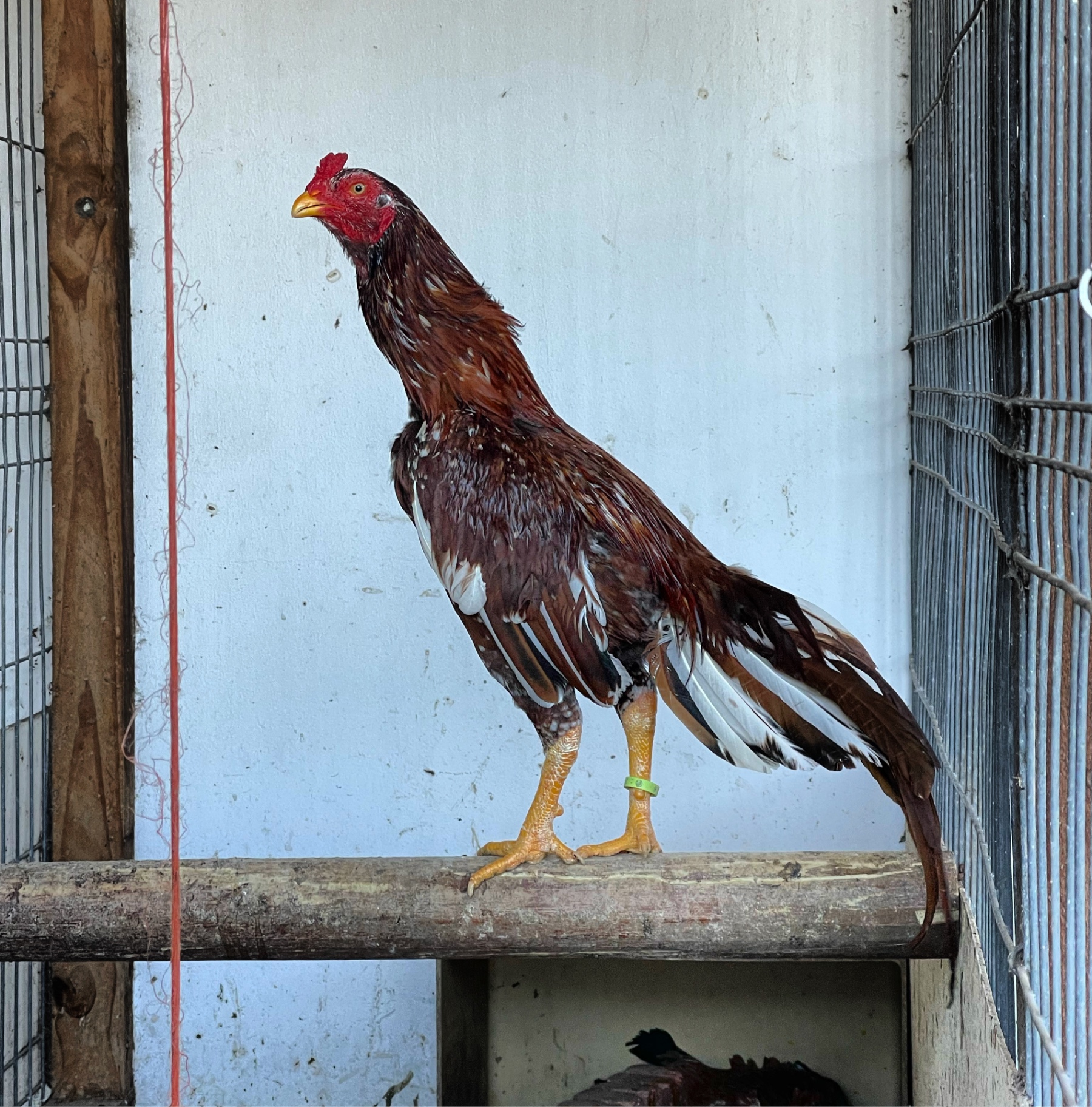 Mianwali Aseel at Juul Gamefowl, photograph 9