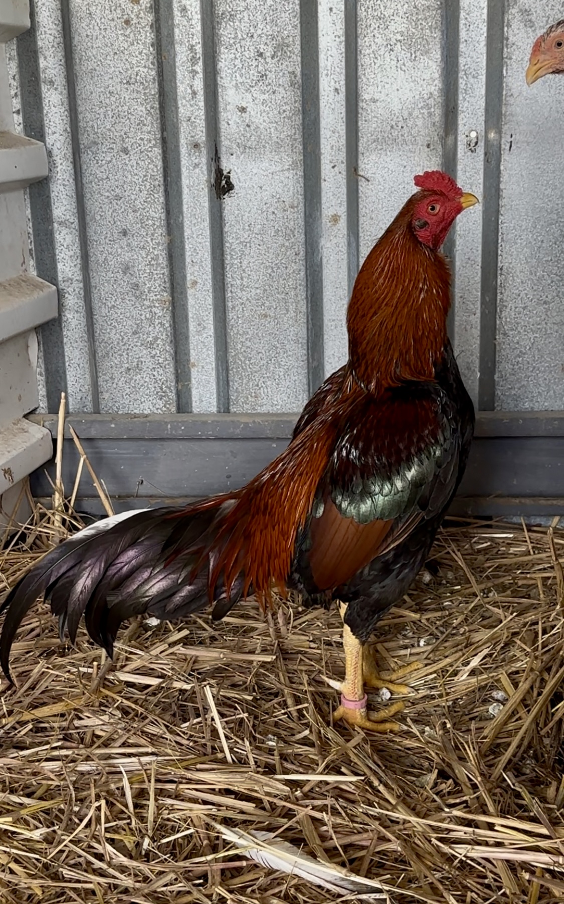 Atkinson Aseel at Juul Gamefowl, photograph 5