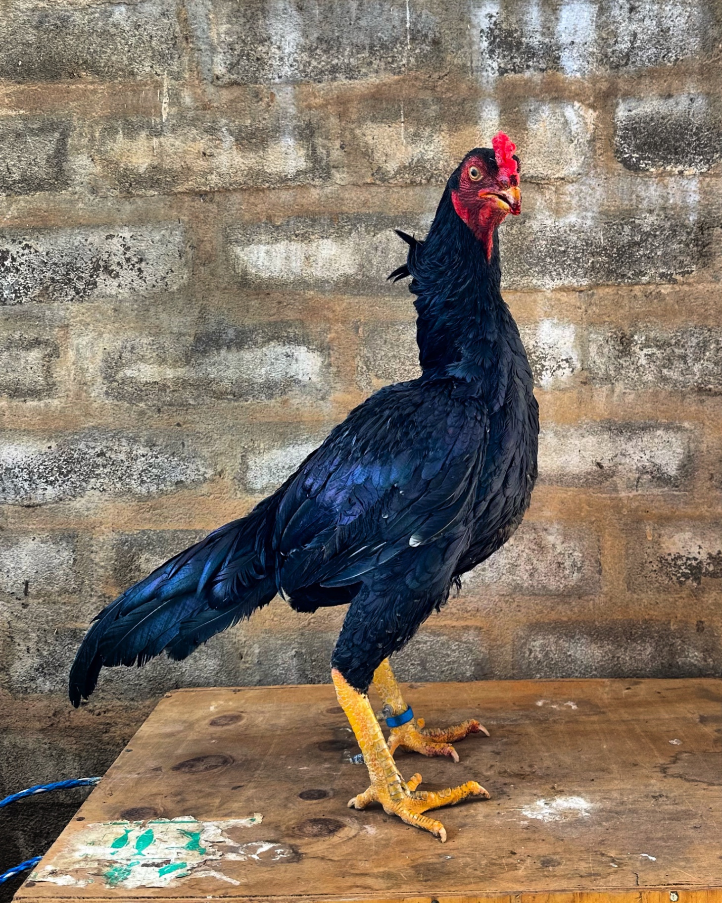 Siyah Rampuri Aseel at Juul Gamefowl, photograph 8