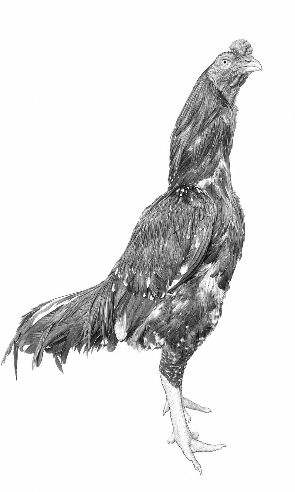 Pencil drawing of an Aseel of the Mianwali type