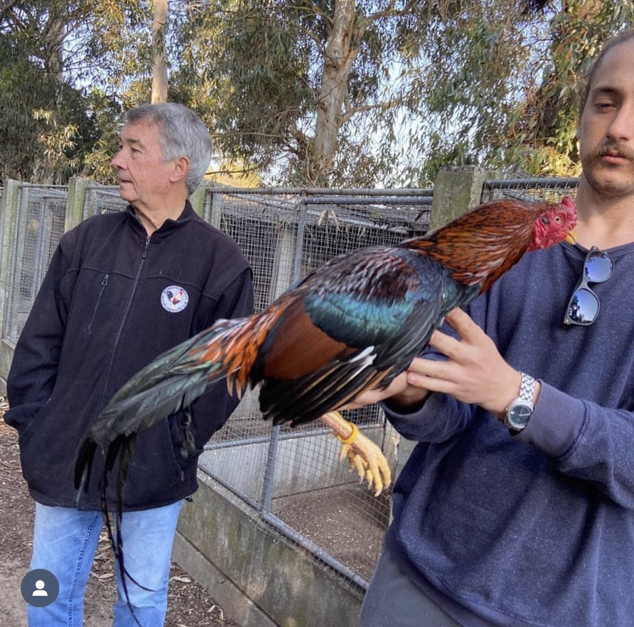 William and Friends at Juul Gamefowl, photograph 5