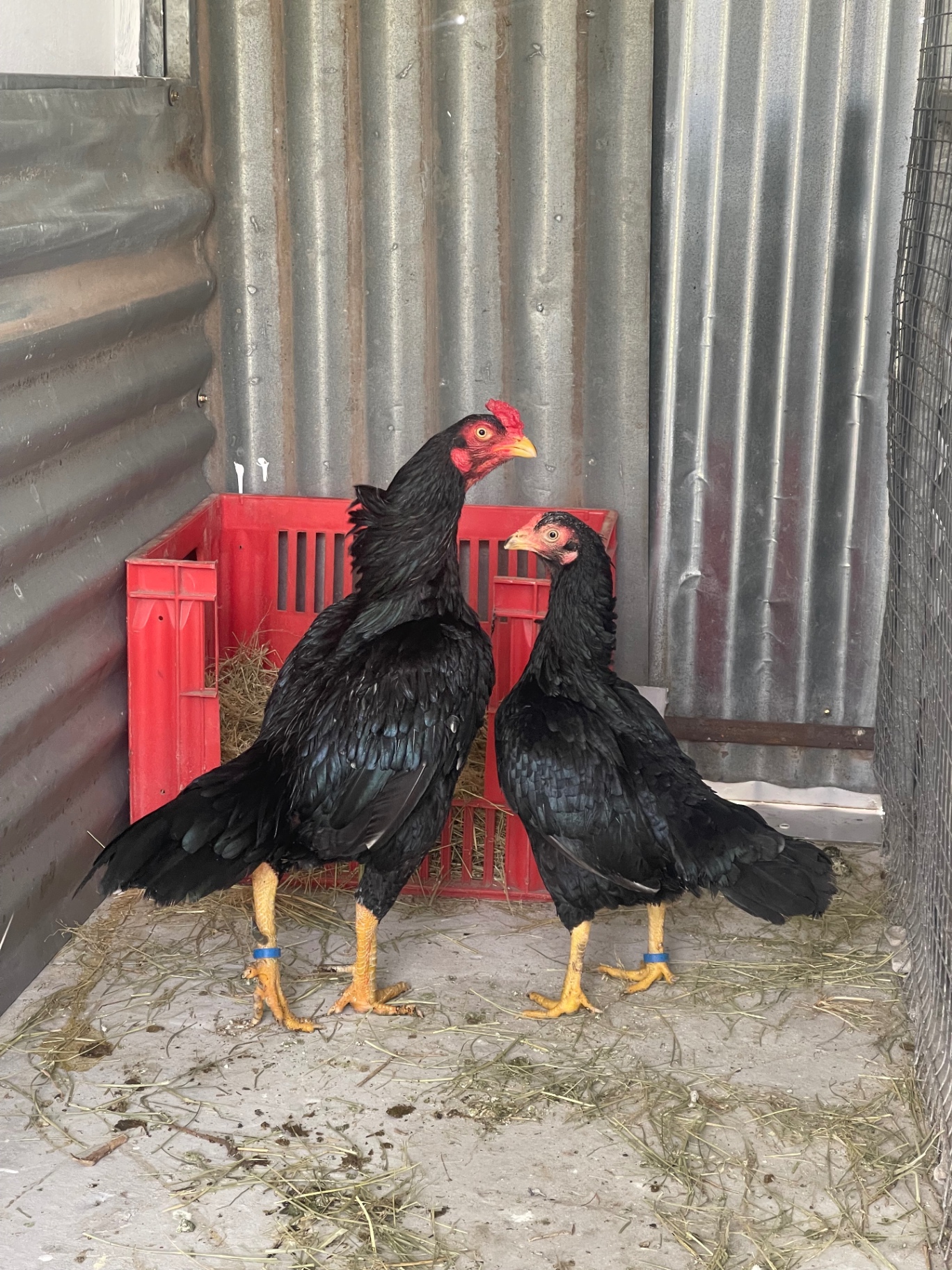Siyah Rampuri Aseel at Juul Gamefowl, photograph 9