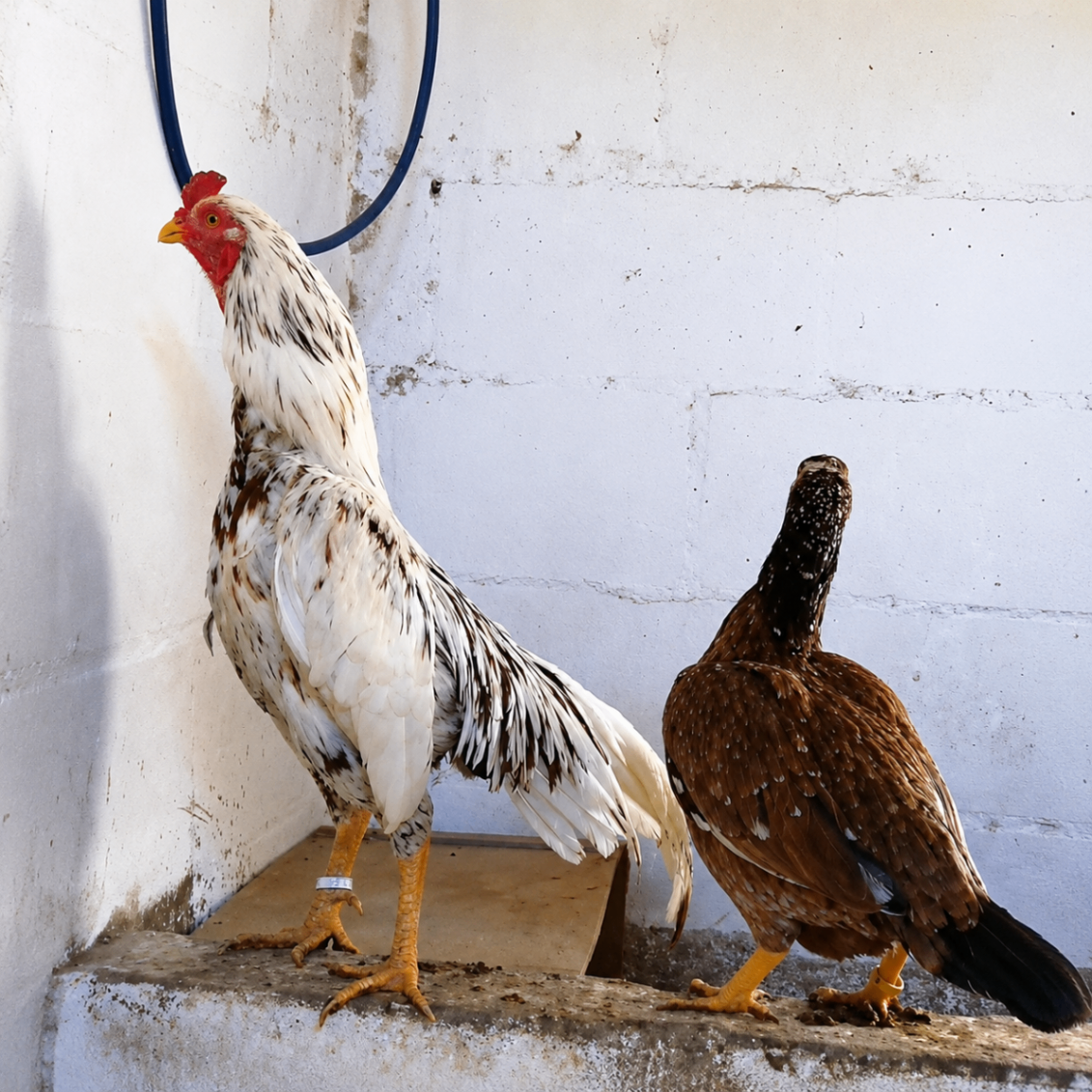 Mianwali Aseel at Juul Gamefowl, photograph 2