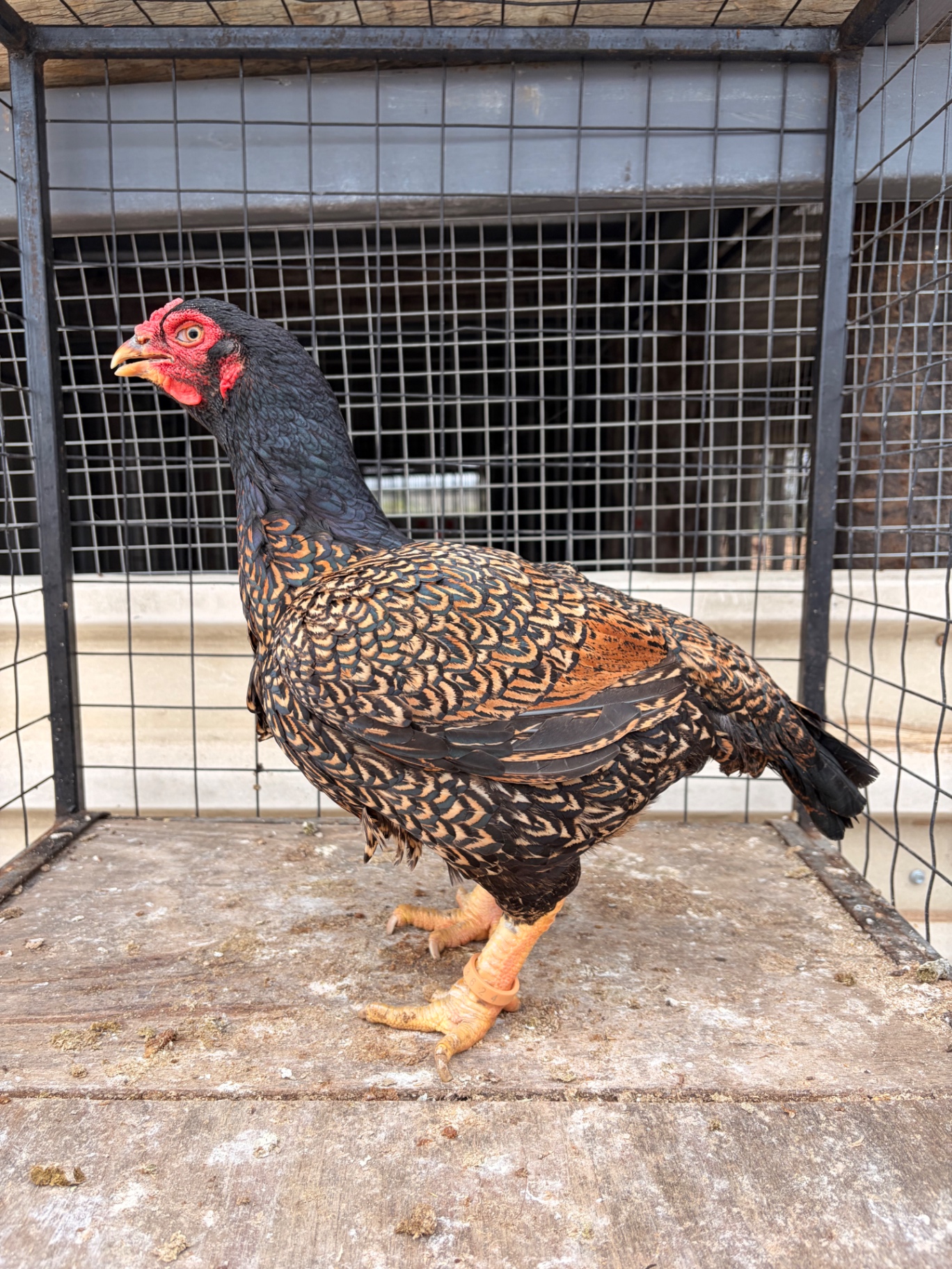 Indian Game Large at Juul Gamefowl, photograph 9