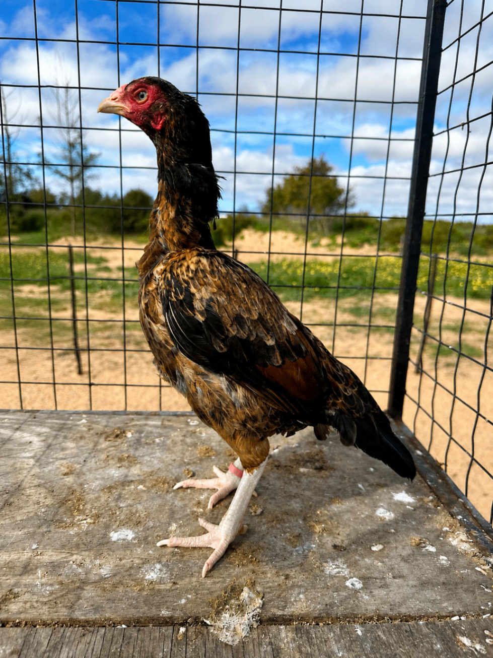 Sindhi Aseel at Juul Gamefowl, photograph 7