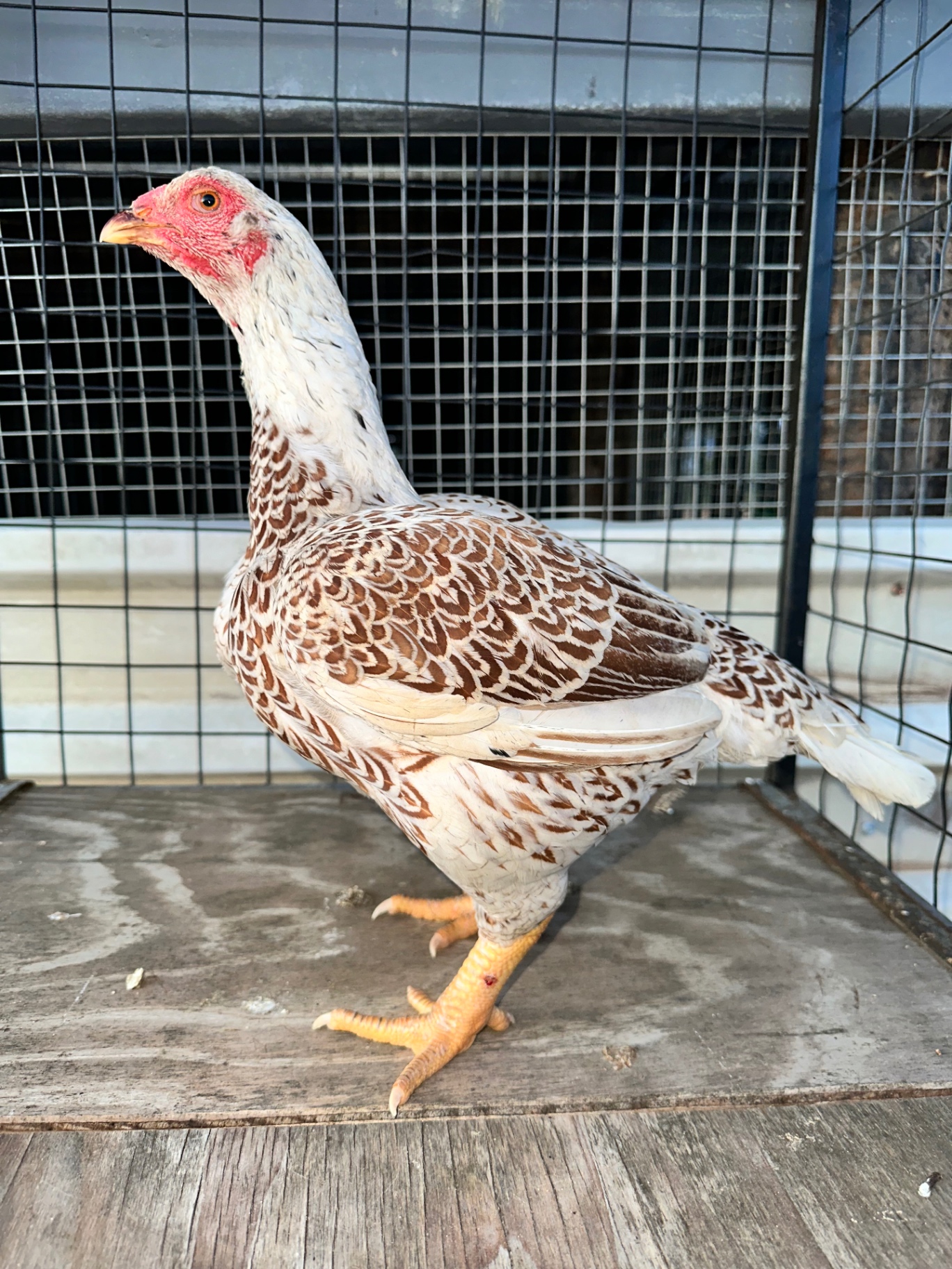 Indian Game Large at Juul Gamefowl, photograph 8