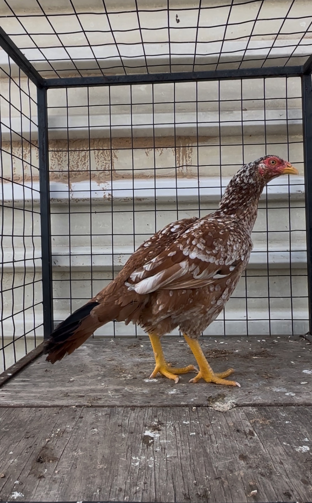 Mianwali Aseel at Juul Gamefowl, photograph 4