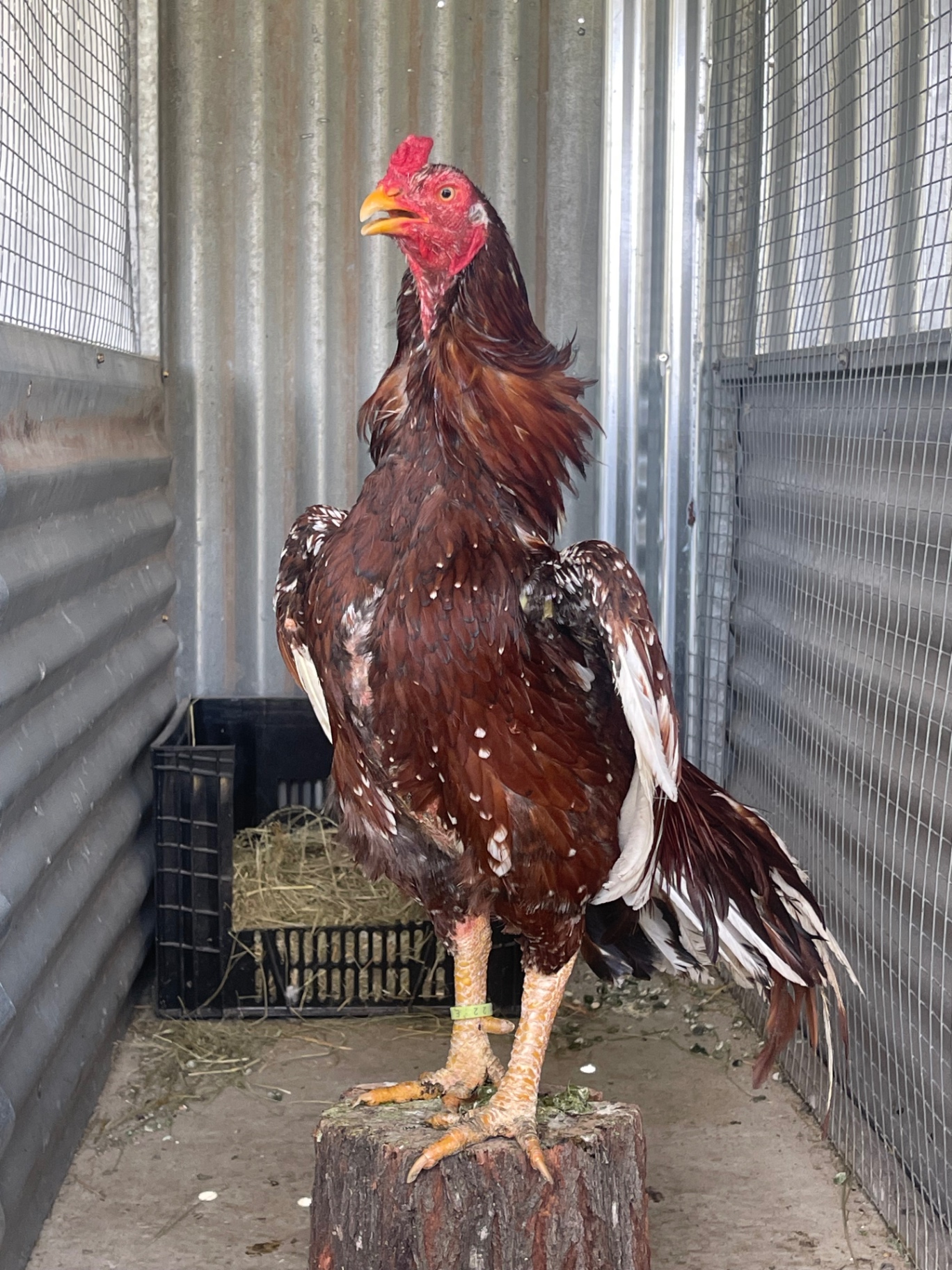 Mianwali Aseel at Juul Gamefowl, photograph 6