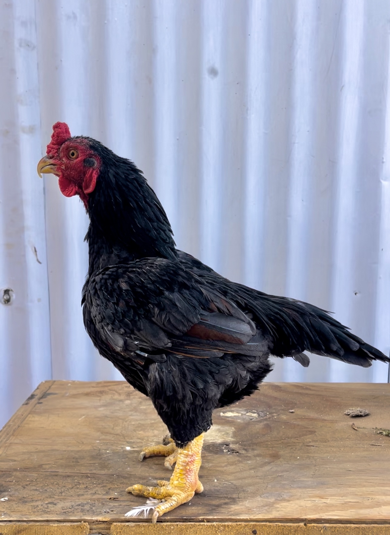 Indian Game Bantam at Juul Gamefowl, photograph 17
