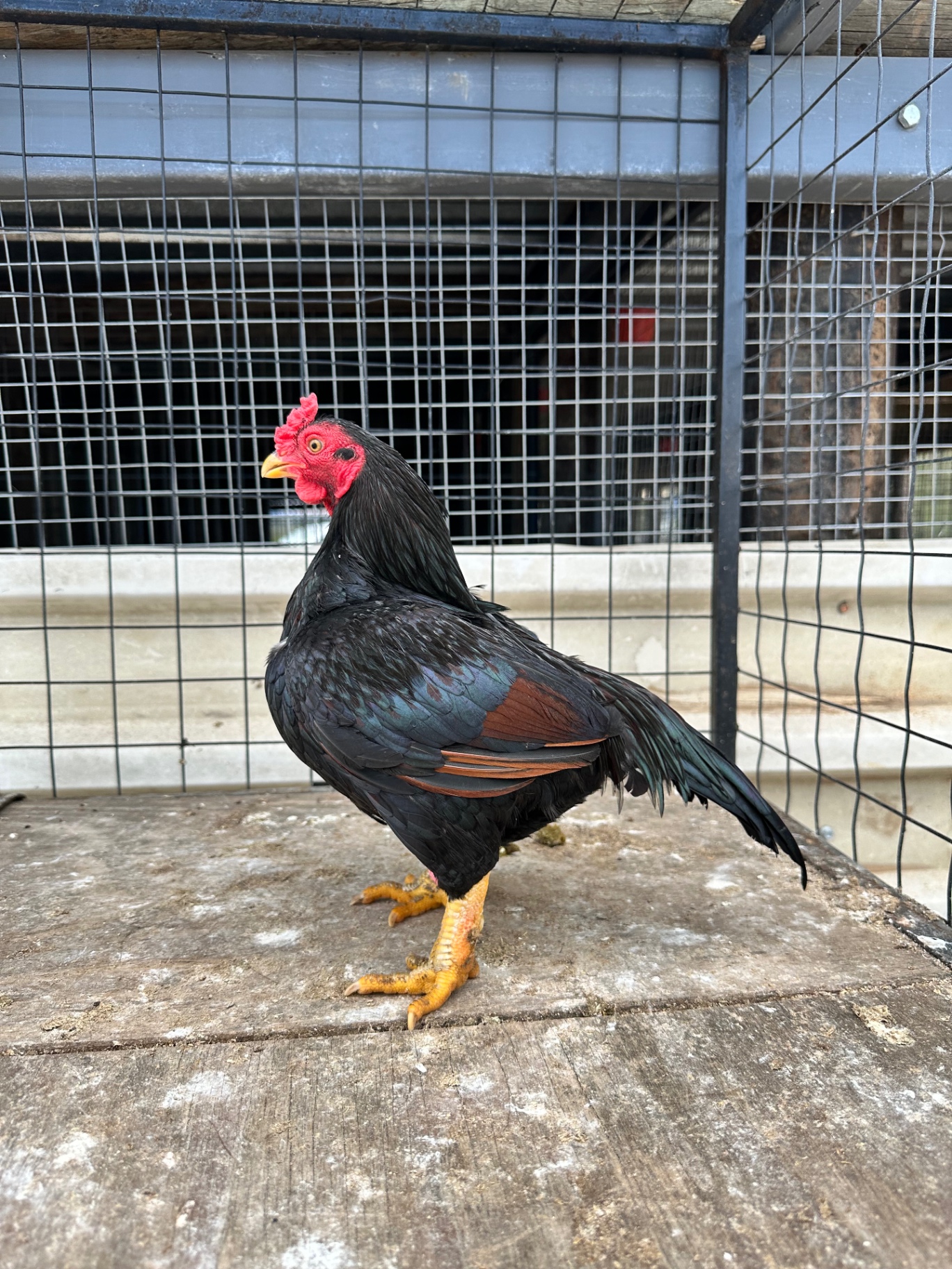 Indian Game Bantam at Juul Gamefowl, photograph 19