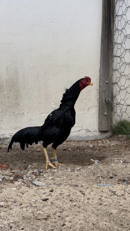 Siyah Rampuri Aseel at Juul Gamefowl, photograph 4