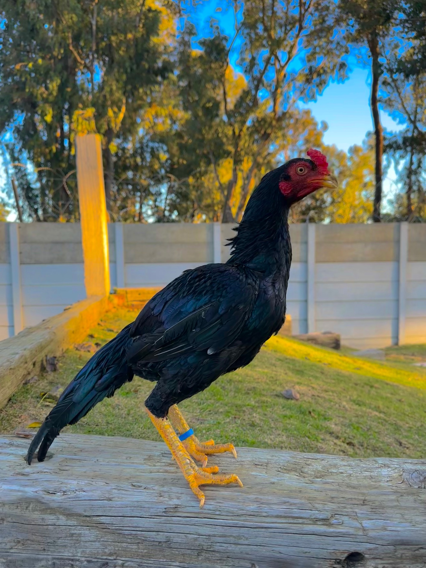 Siyah Rampuri Aseel at Juul Gamefowl, photograph 6