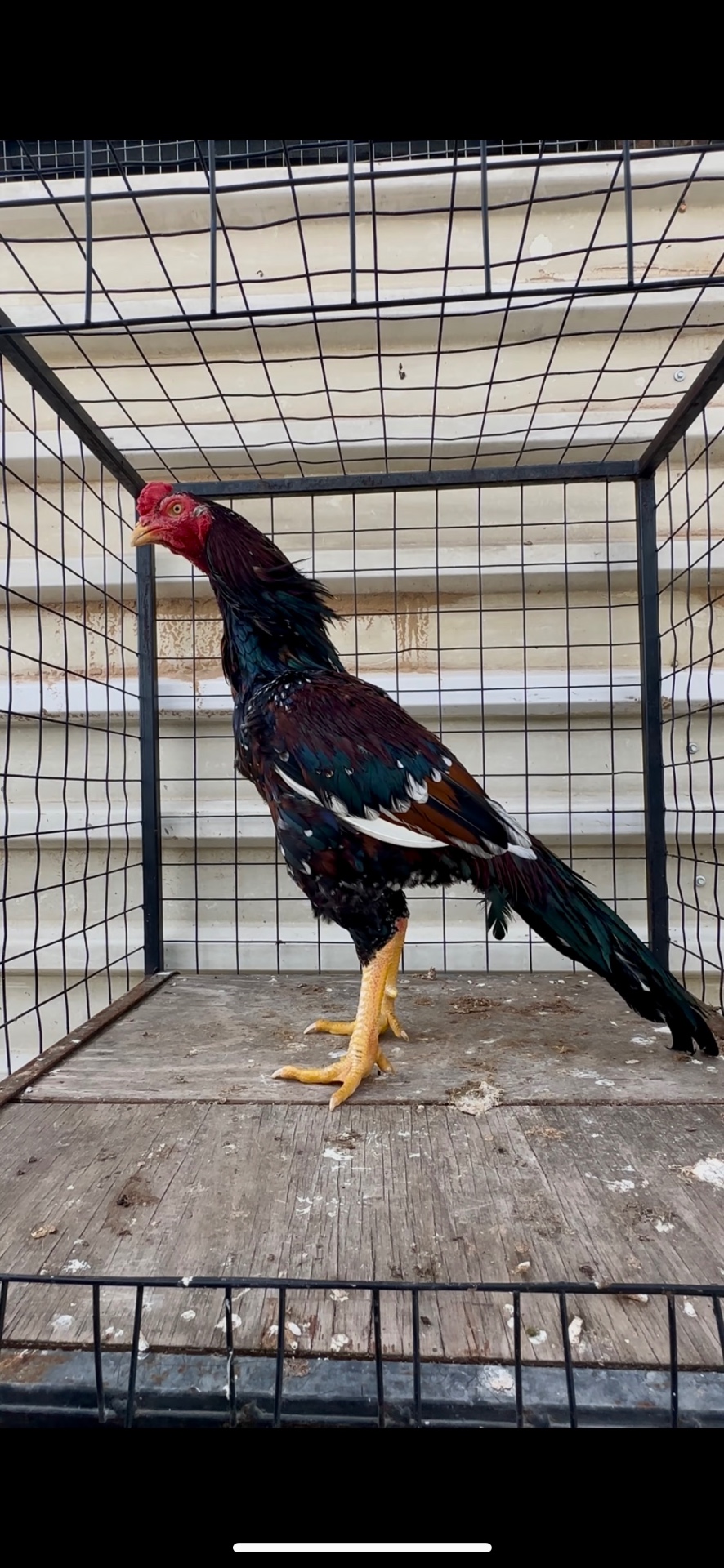 Mianwali Aseel at Juul Gamefowl, photograph 3