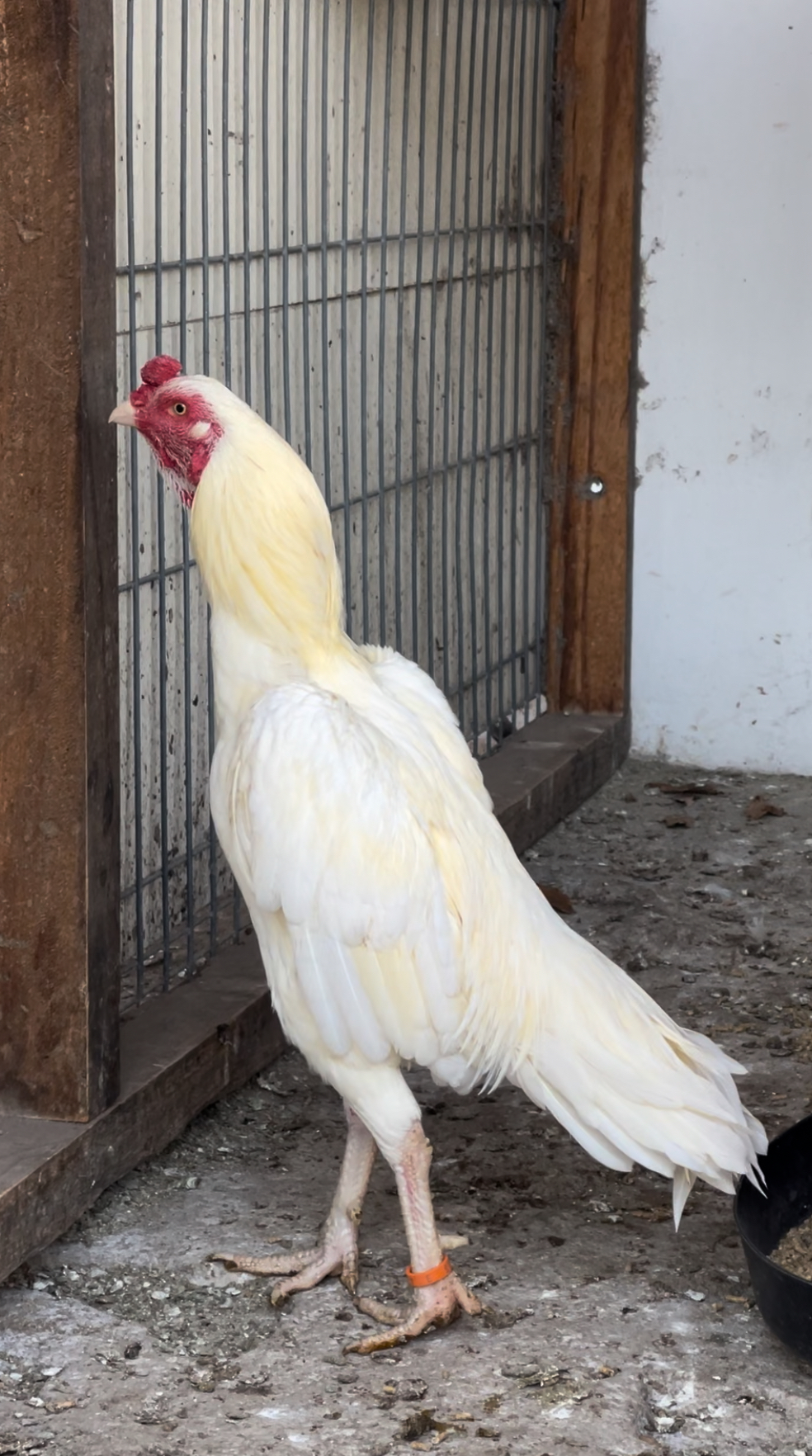 Sindhi Aseel at Juul Gamefowl, photograph 1