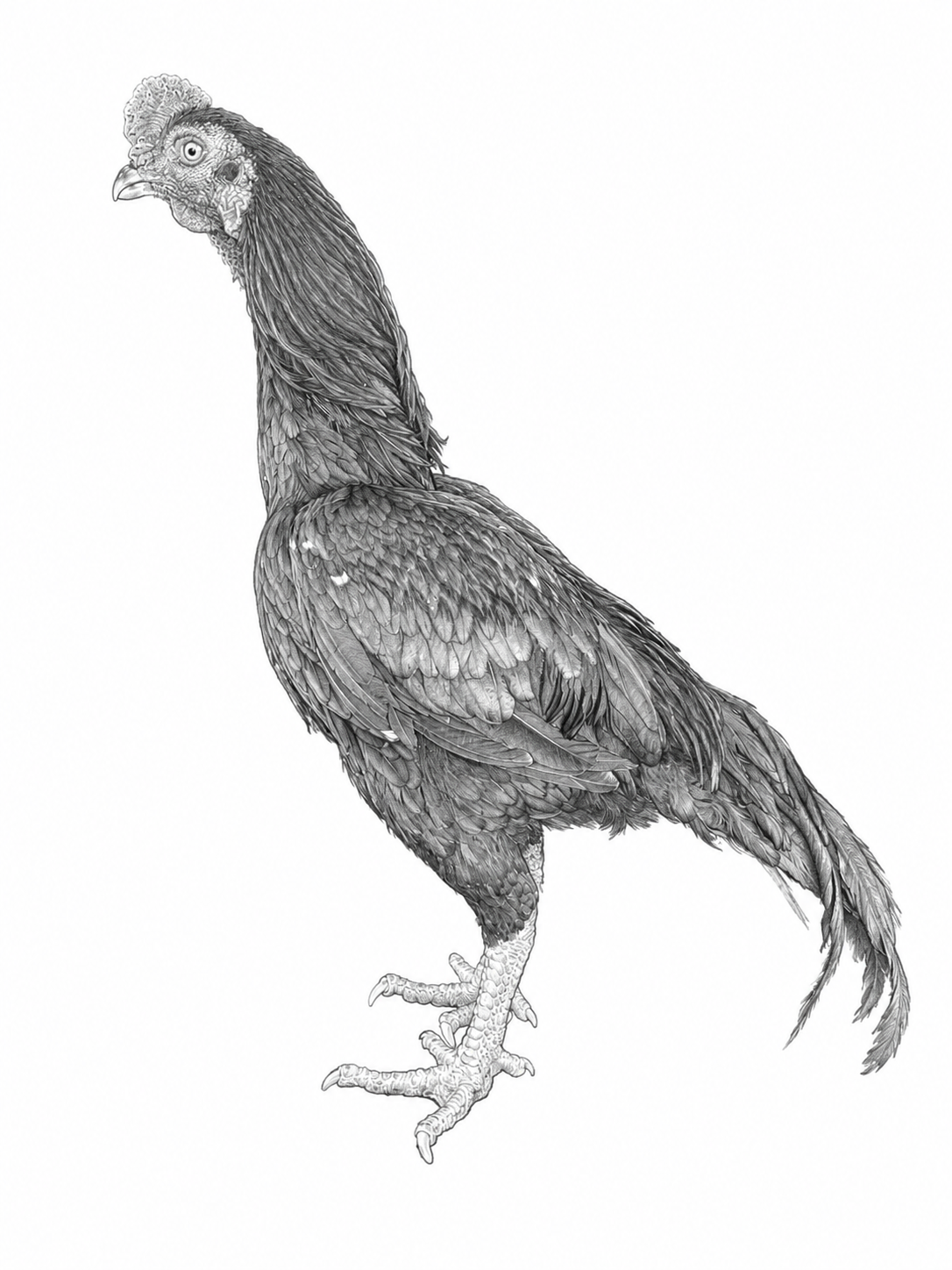 Pencil drawing — Sindhi x Rampuri stag (experimental breeding)