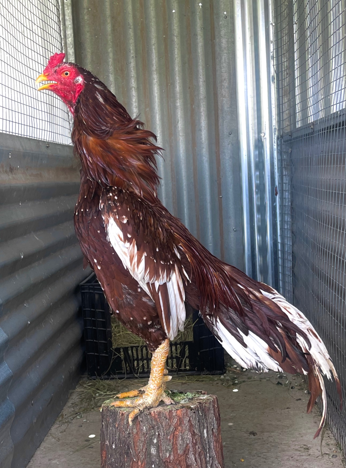 Mianwali Aseel at Juul Gamefowl, photograph 7