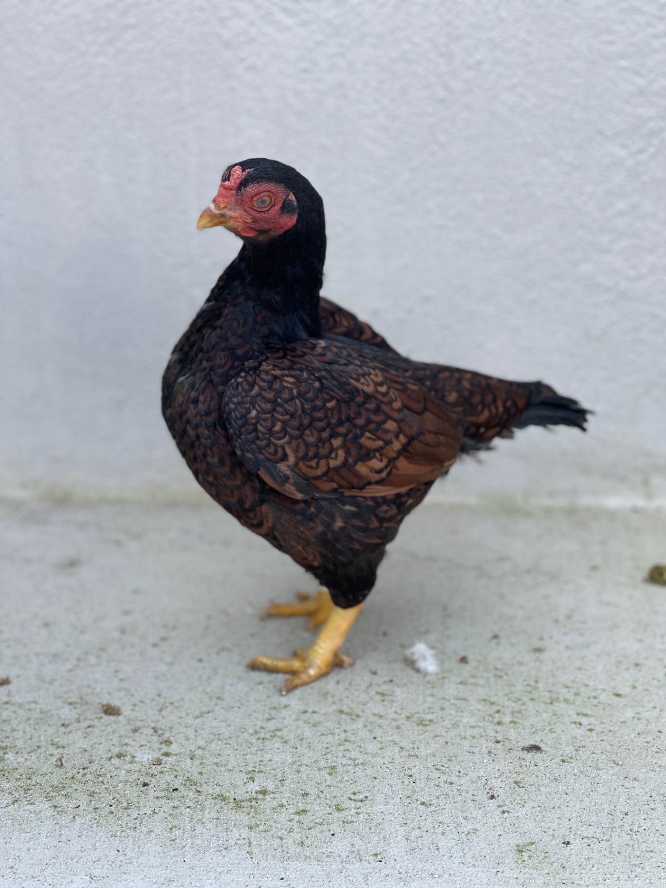 Indian Game Bantam at Juul Gamefowl, photograph 11
