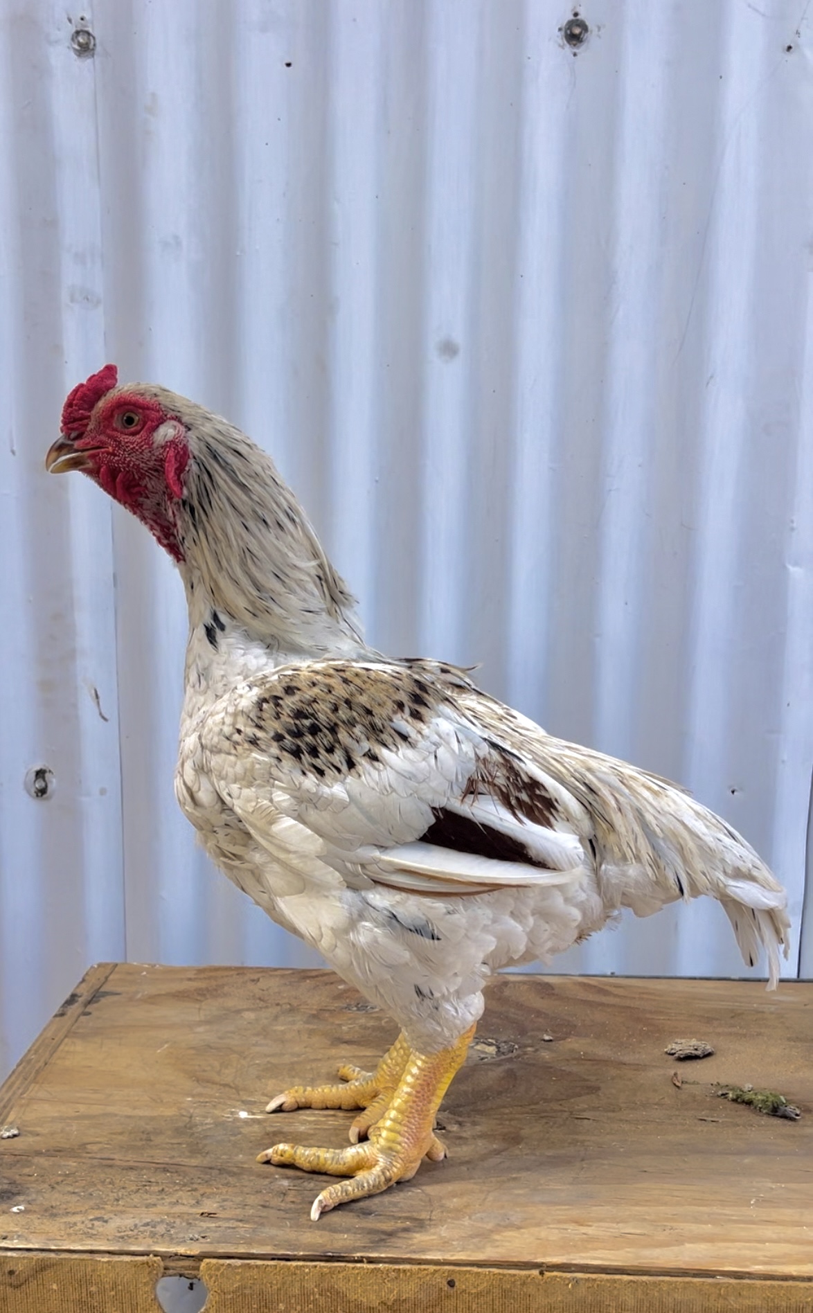 Indian Game Large at Juul Gamefowl, photograph 1