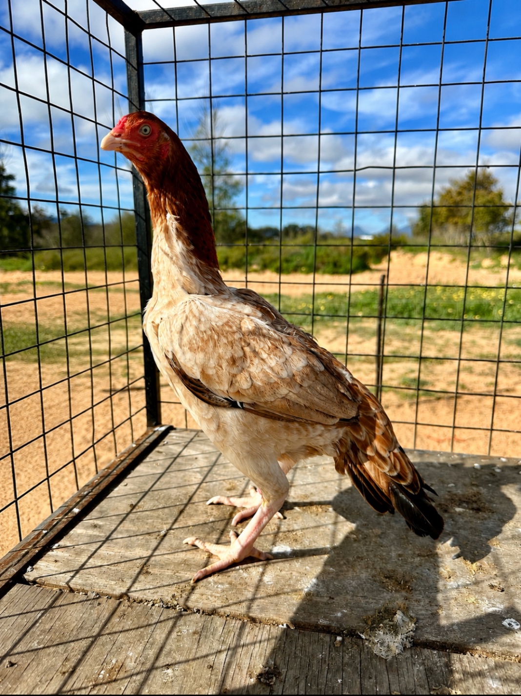 Sindhi Aseel at Juul Gamefowl, photograph 5