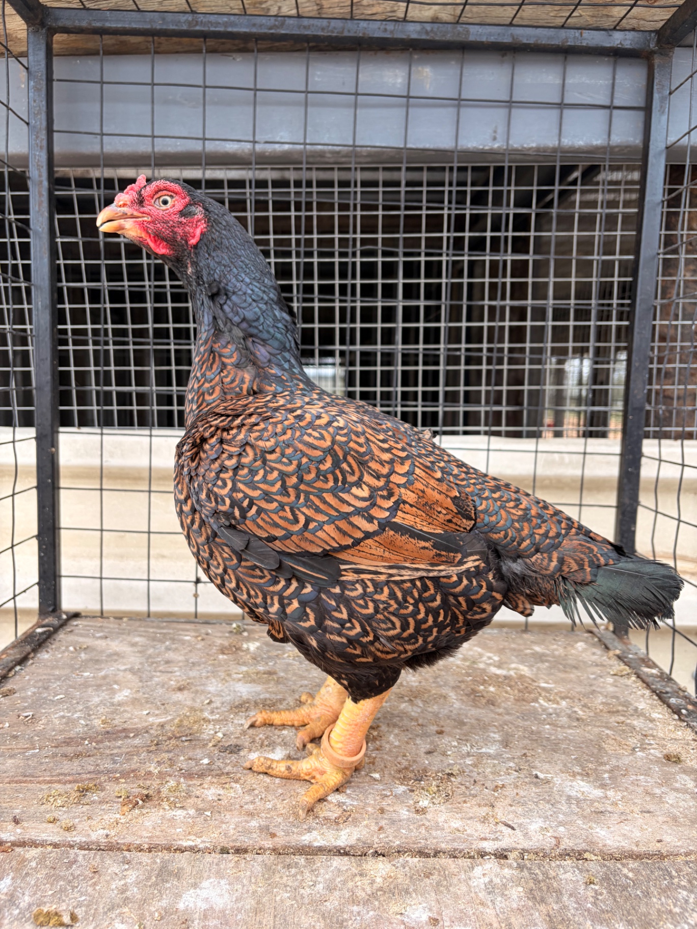 Indian Game Large at Juul Gamefowl, photograph 6